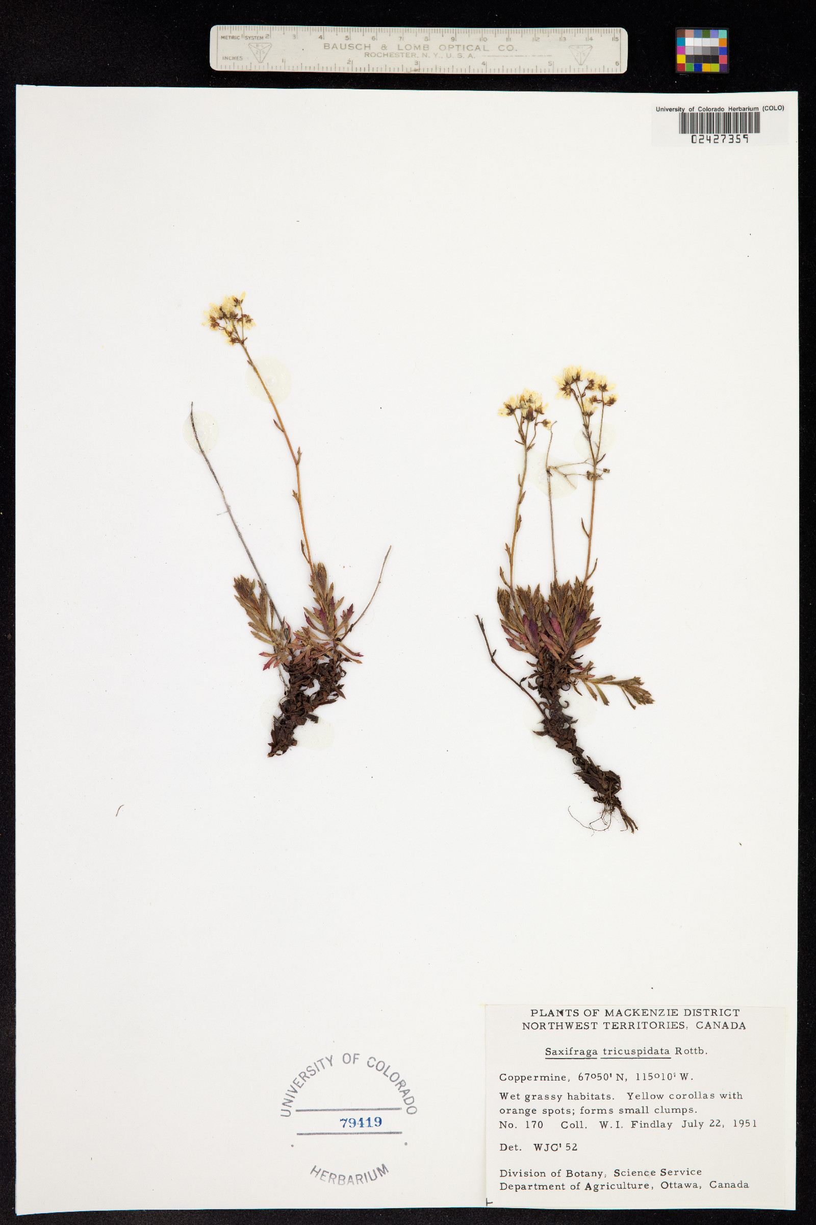 Ciliaria tricuspidata image