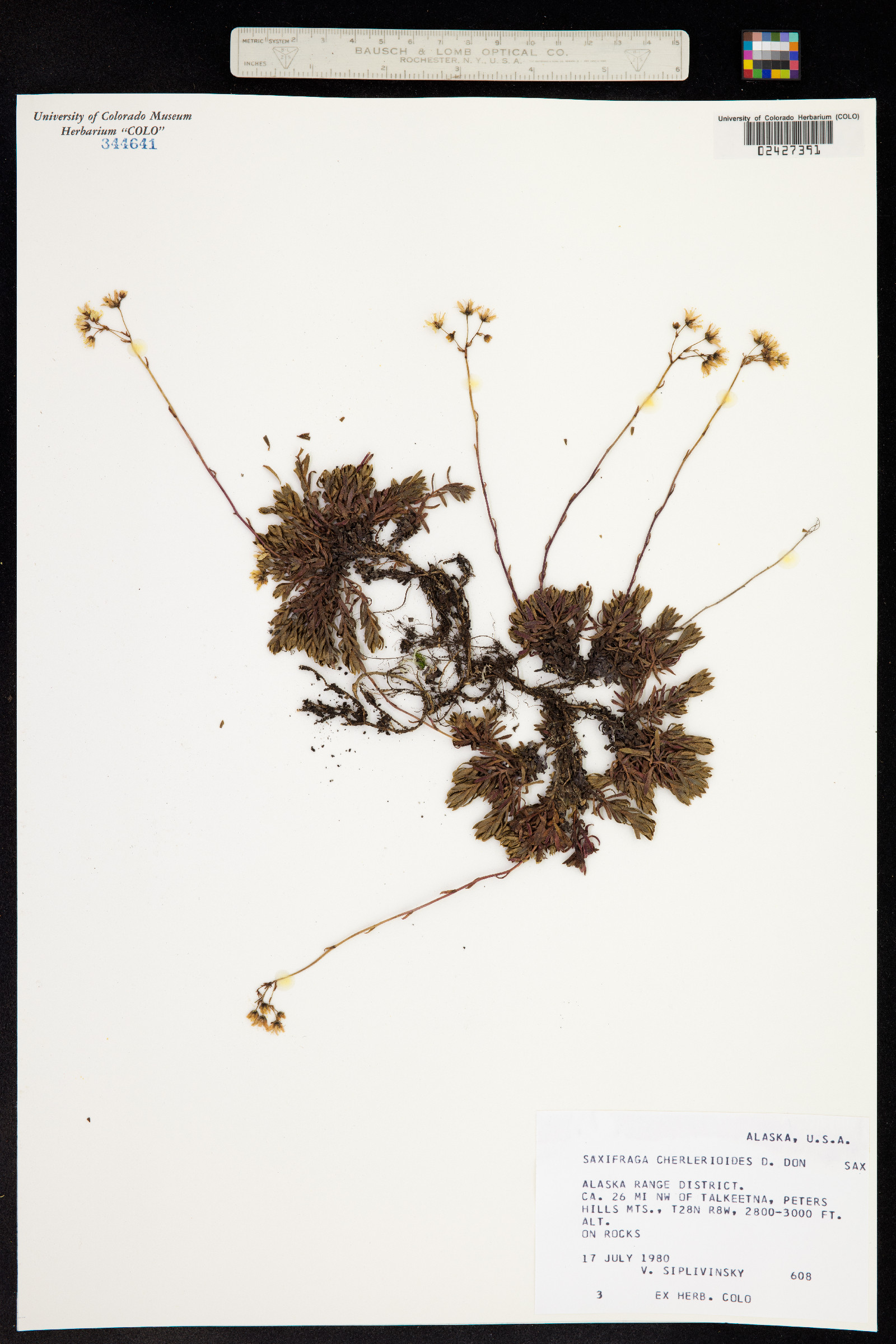 Saxifraga bronchialis subsp. cherlerioides image