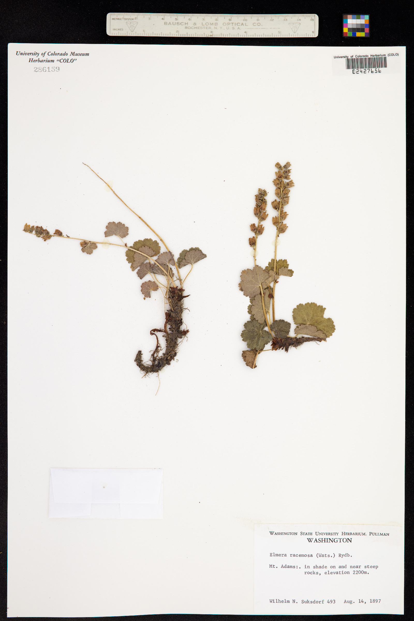 Elmera racemosa image