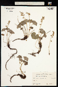 Image of Heuchera racemosa