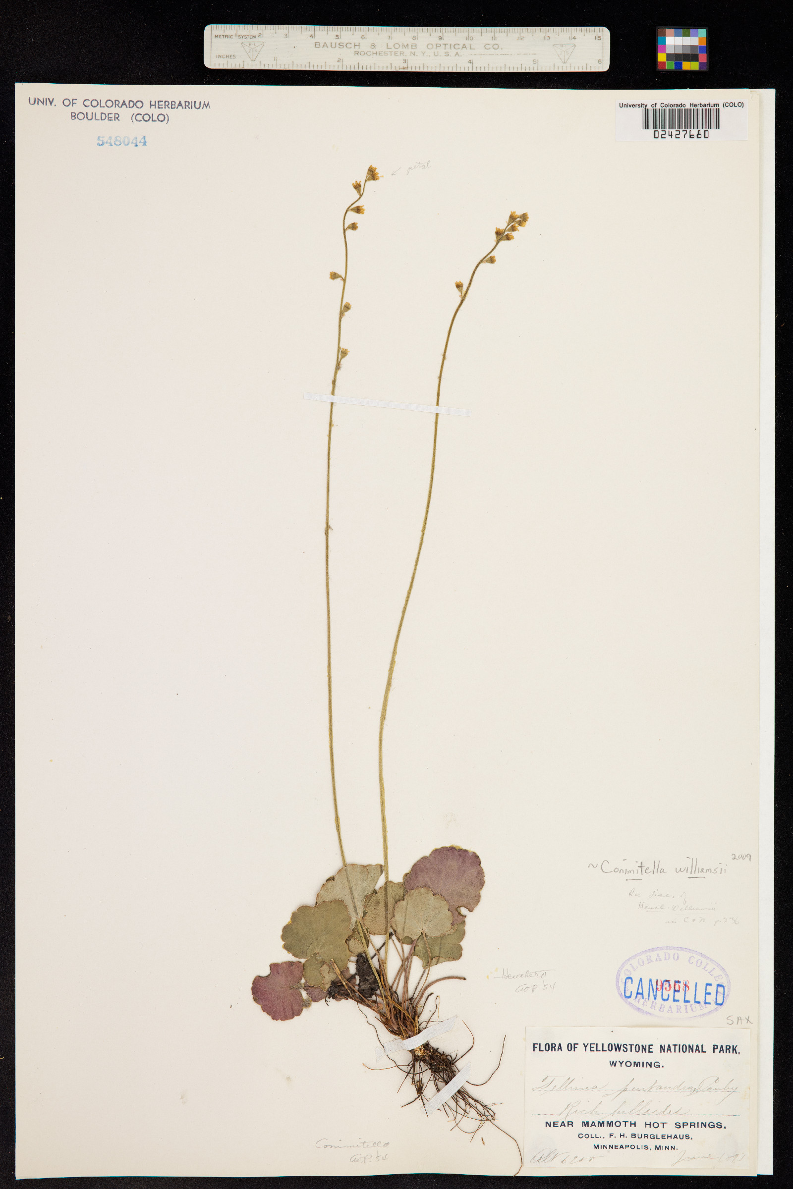 Conimitella williamsii image