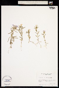 Phlox tenuis image