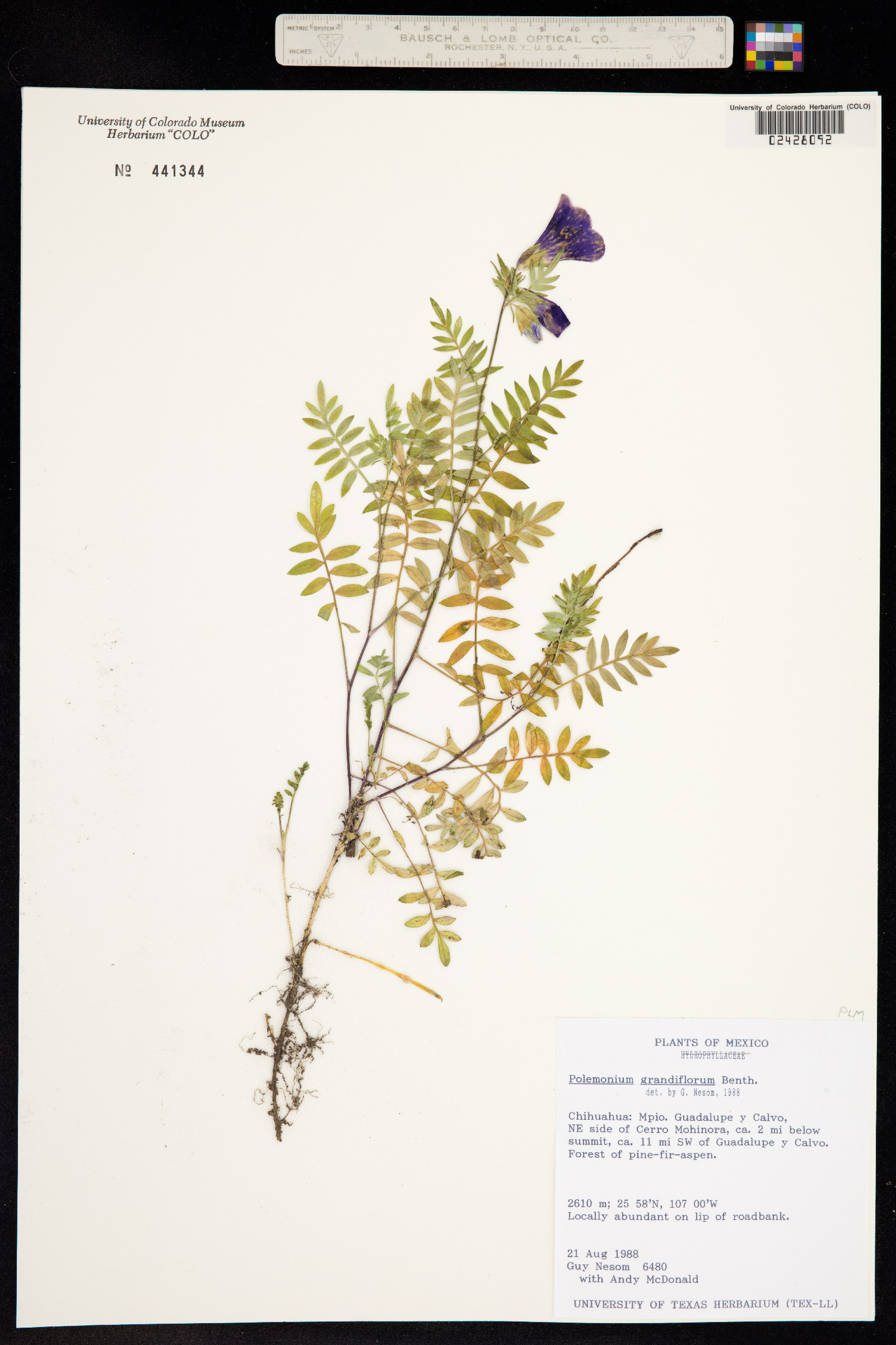 Polemonium grandiflorum image