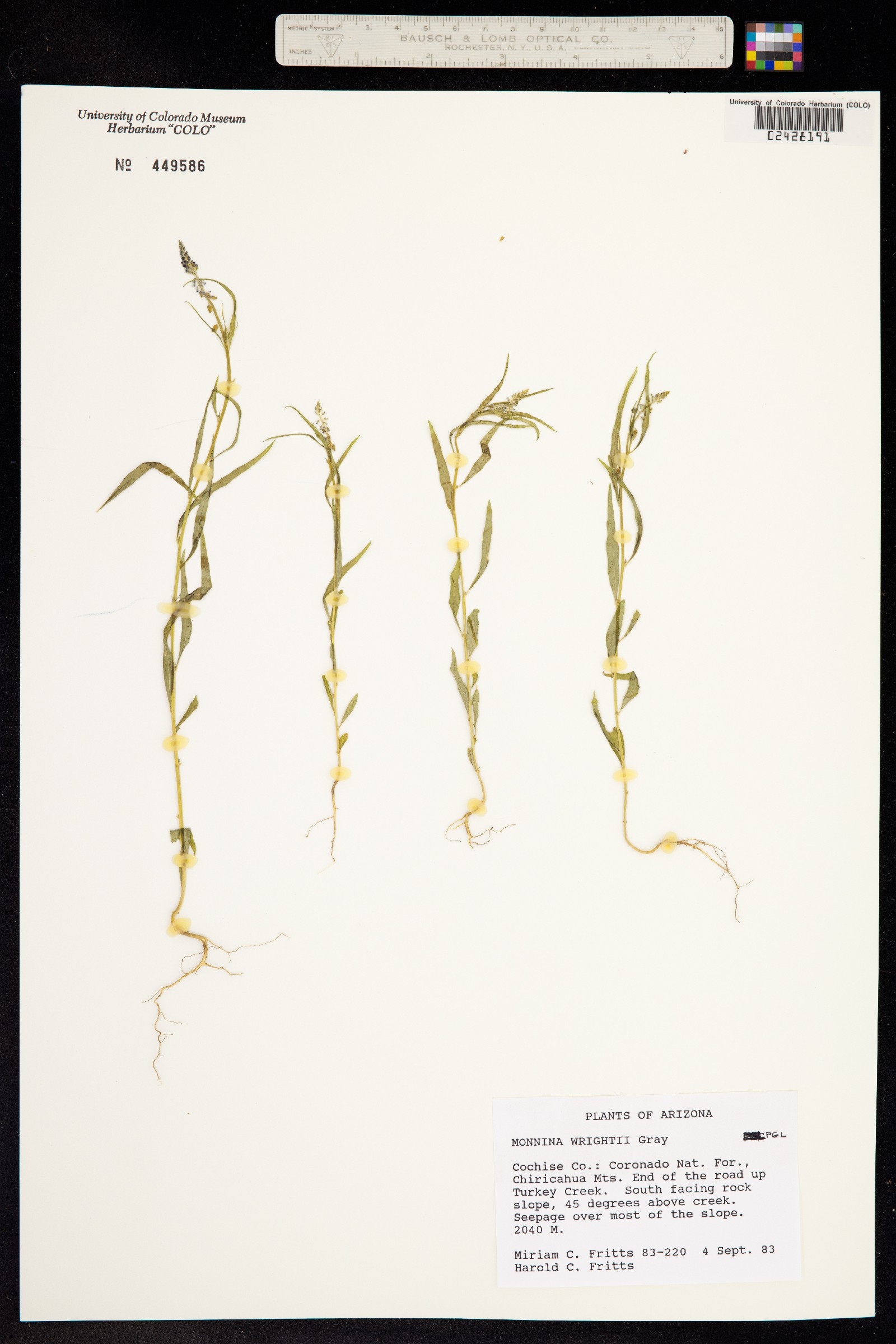 Monnina wrightii image