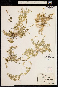 Polygala aparinoides image