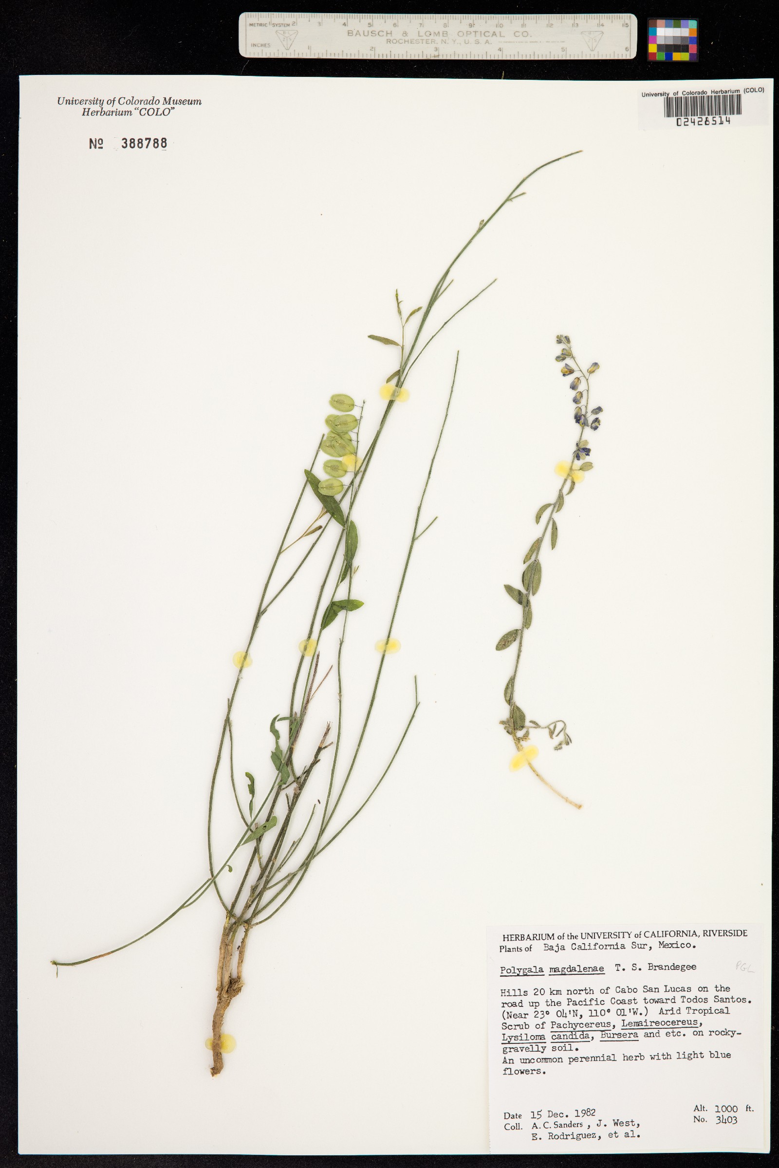 Polygala magdalenae image