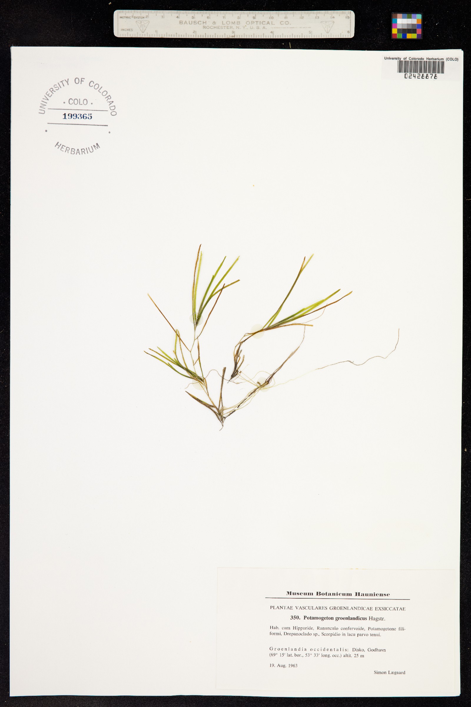 Potamogeton groenlandicus image