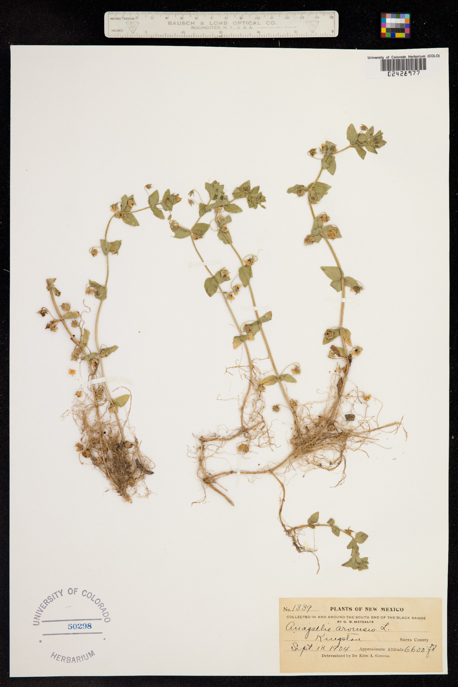 Anagallis image