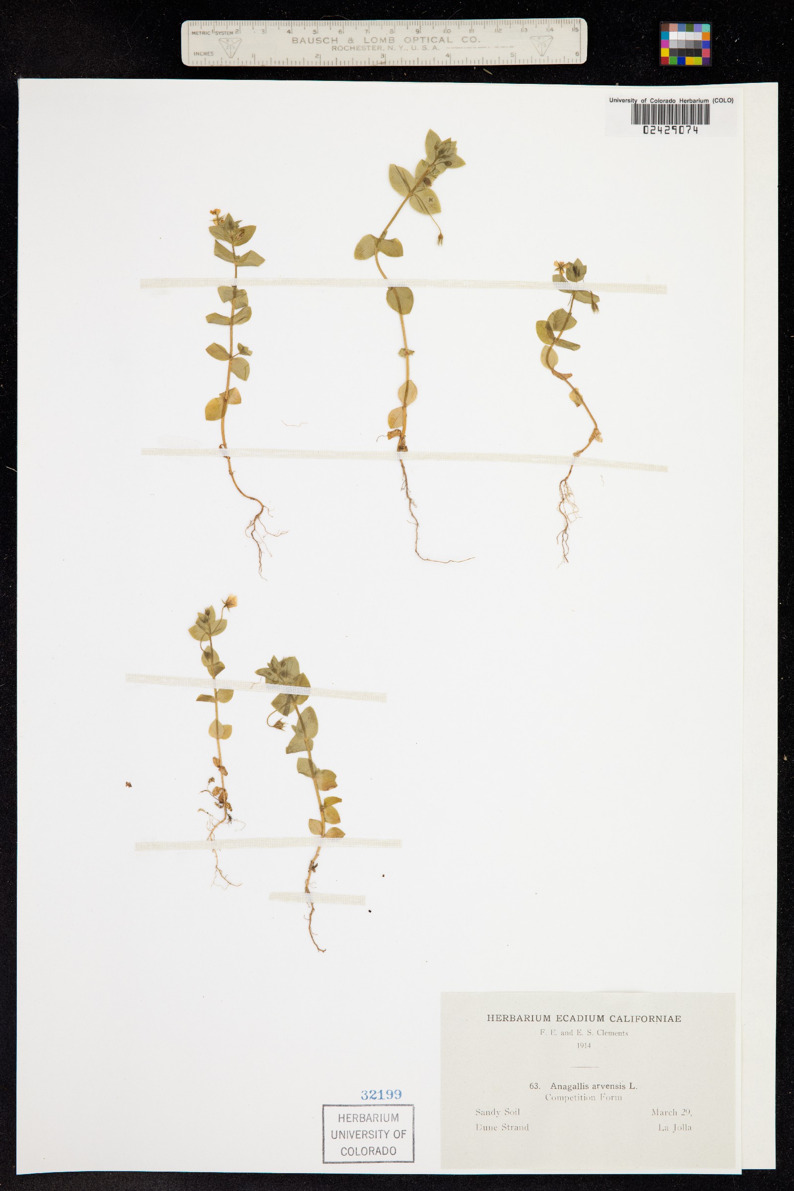Anagallis arvensis image