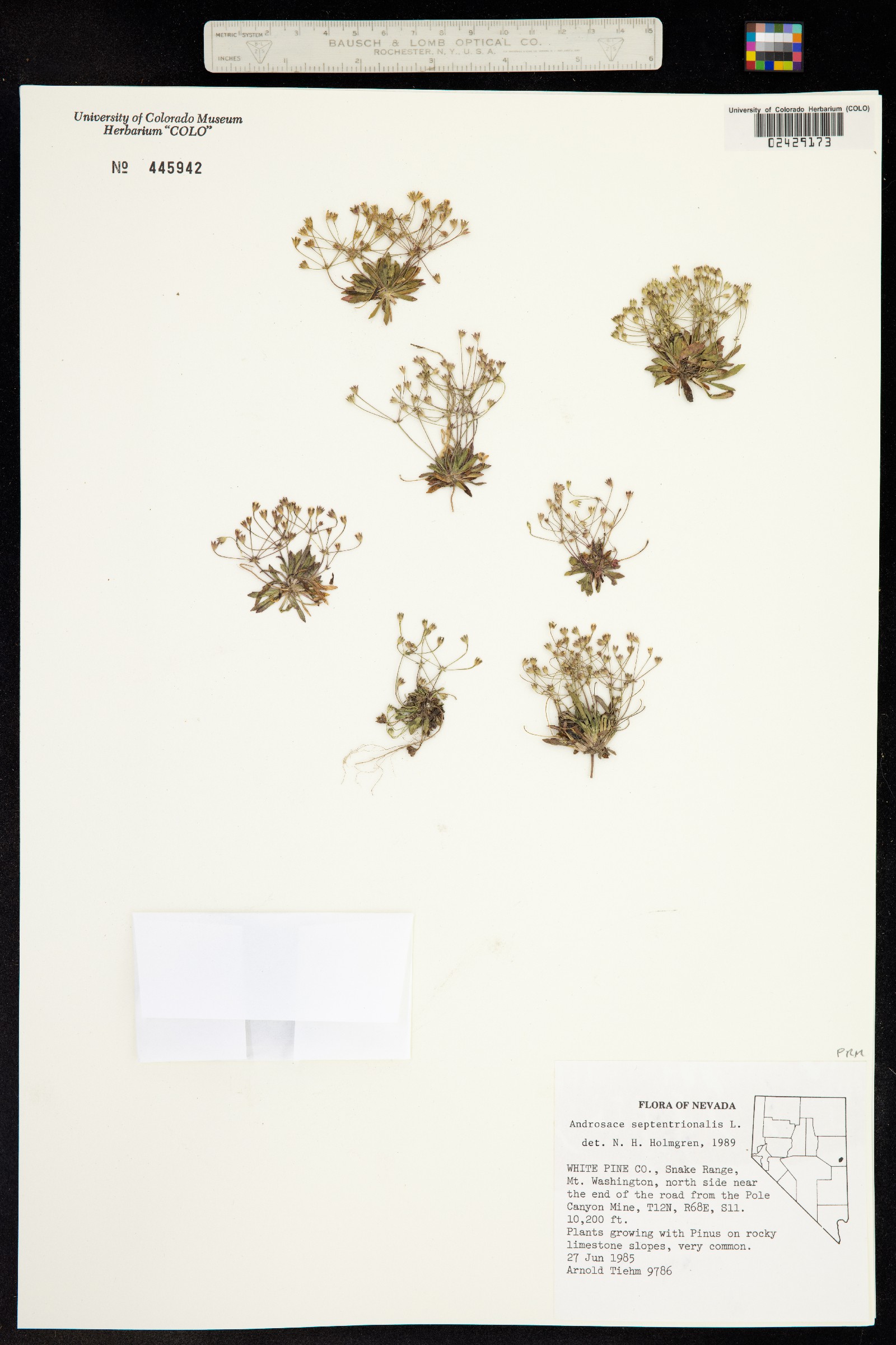 Androsace image