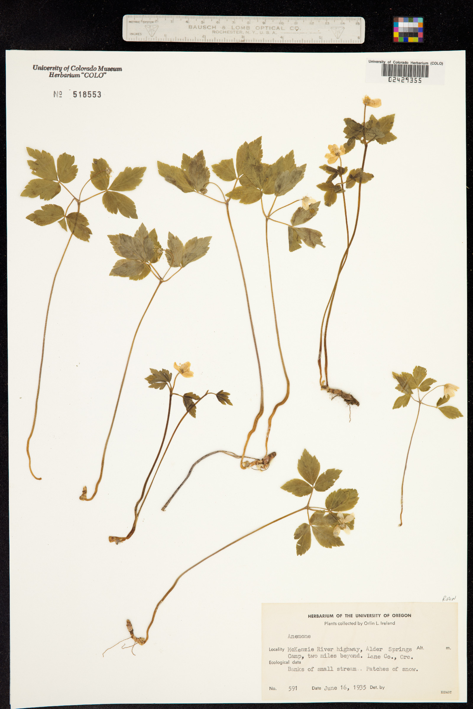 Ranunculaceae image