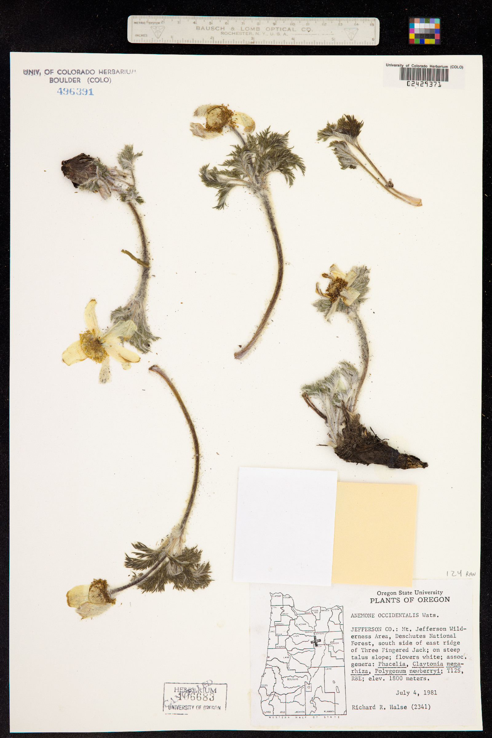 Anemone image