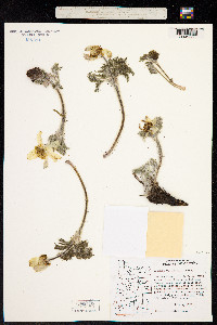 Image of Anemone occidentalis
