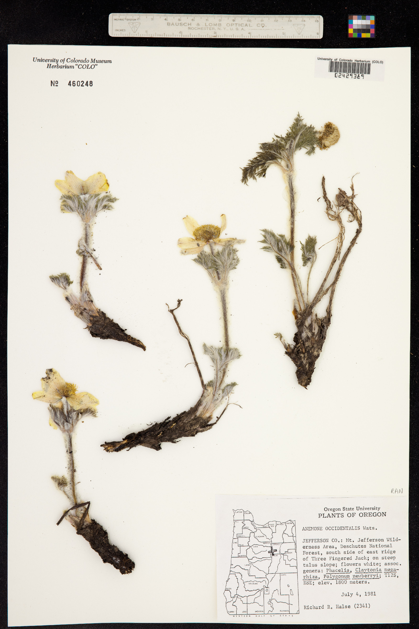 Anemone occidentalis image