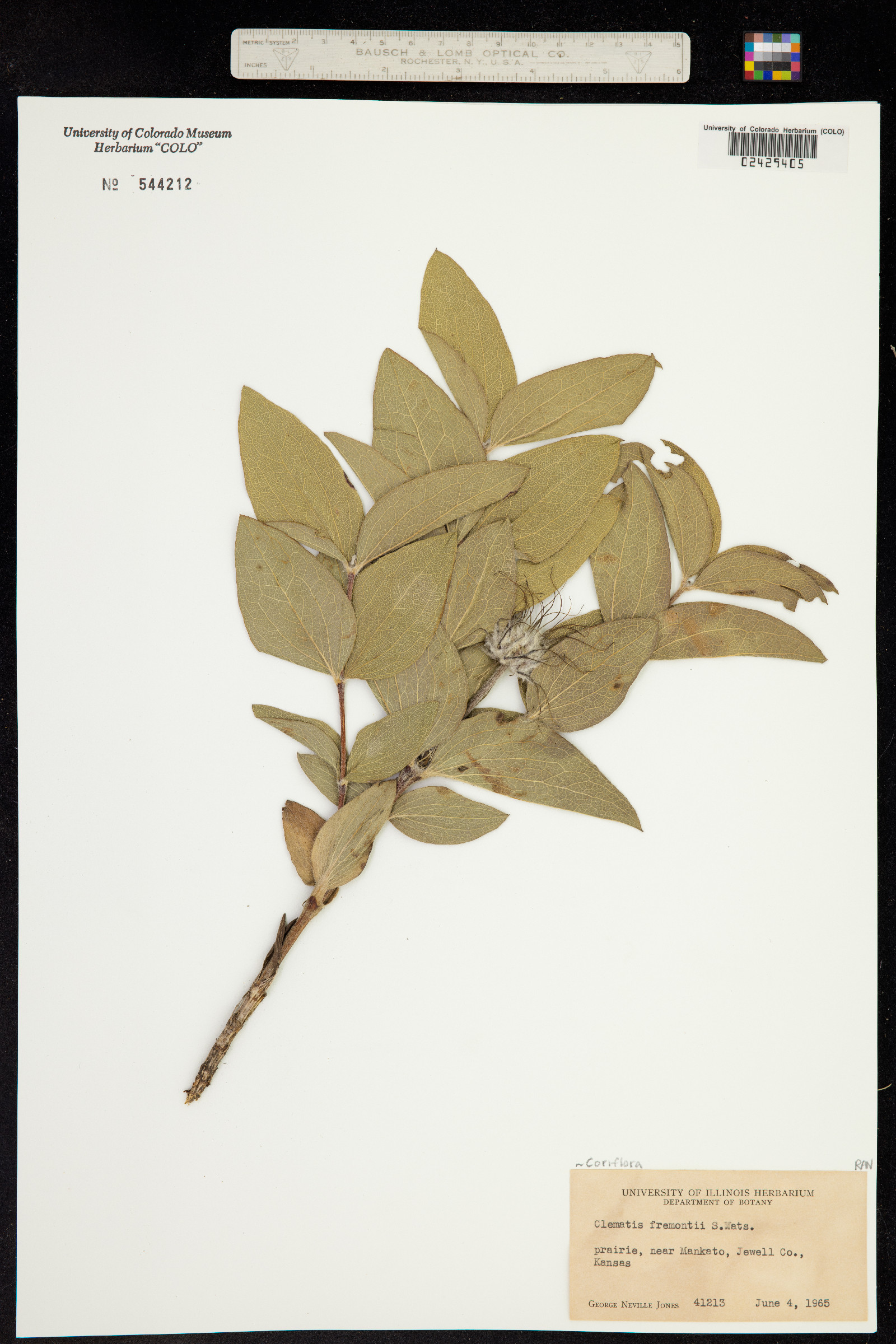 Coriflora fremontii image