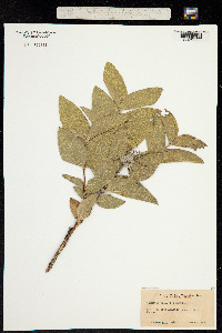 Image of Coriflora fremontii