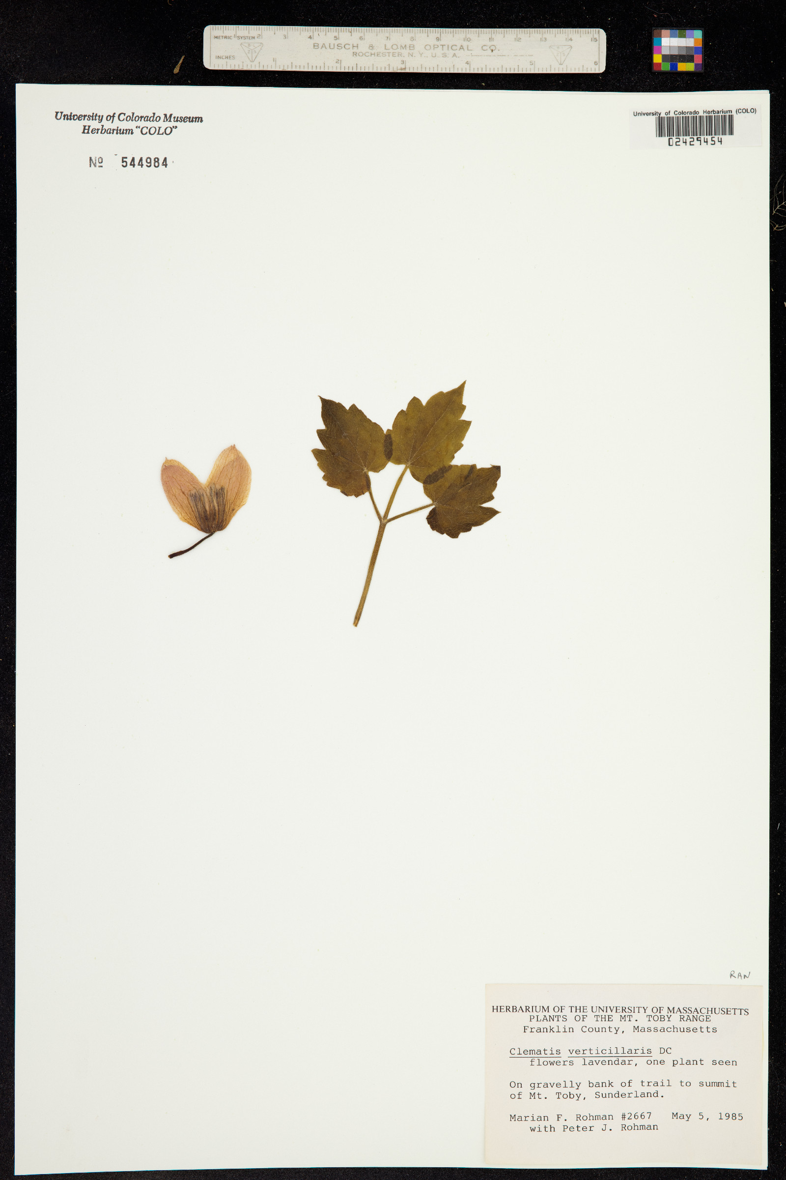Clematis occidentalis var. occidentalis image