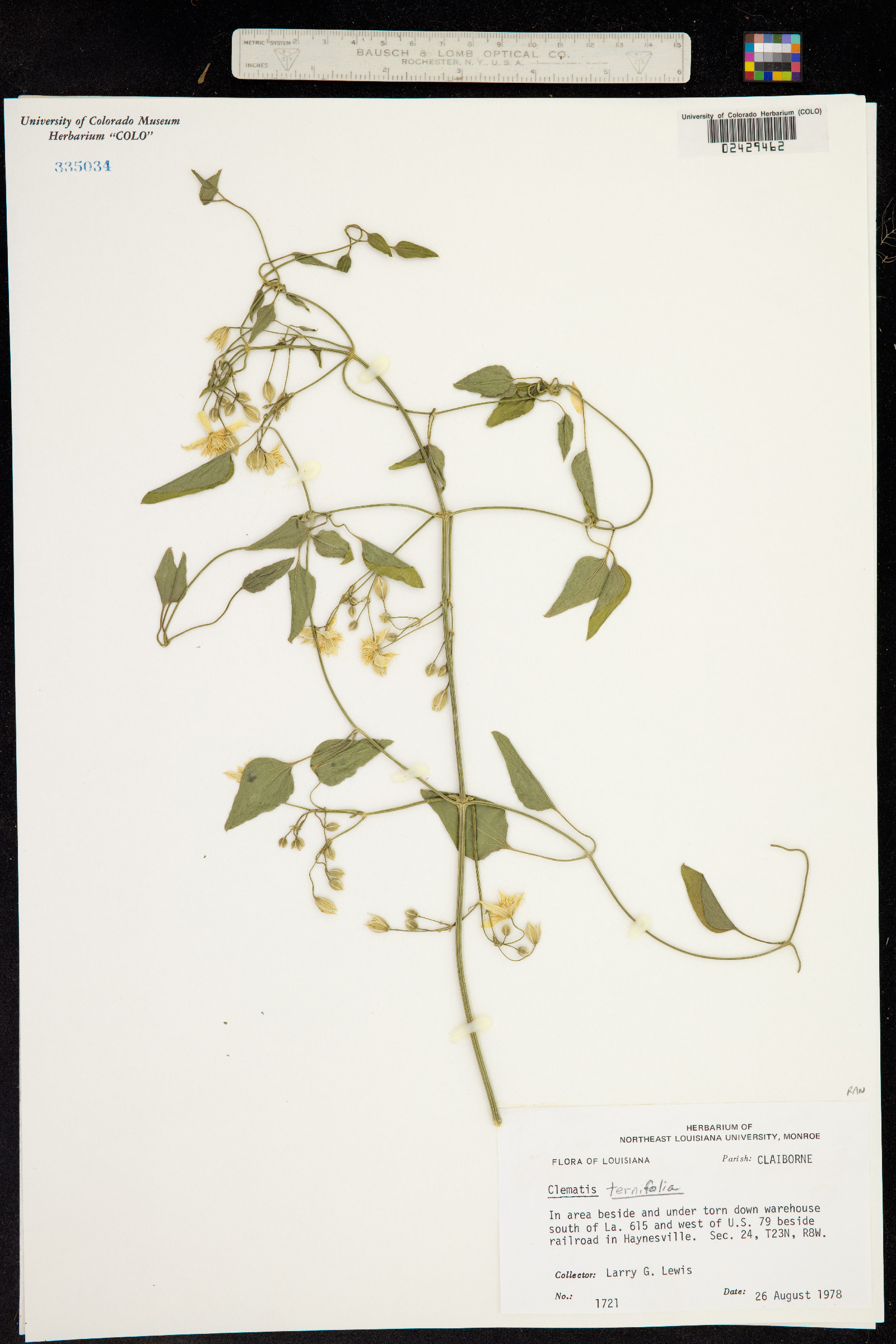 Clematis terniflora image