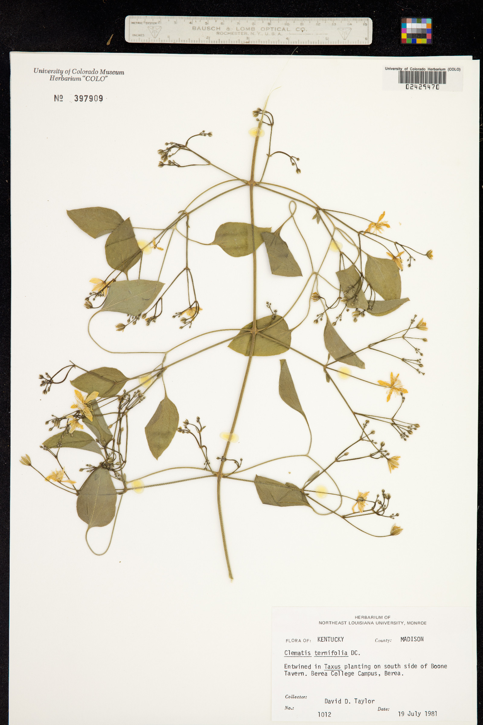 Clematis terniflora image