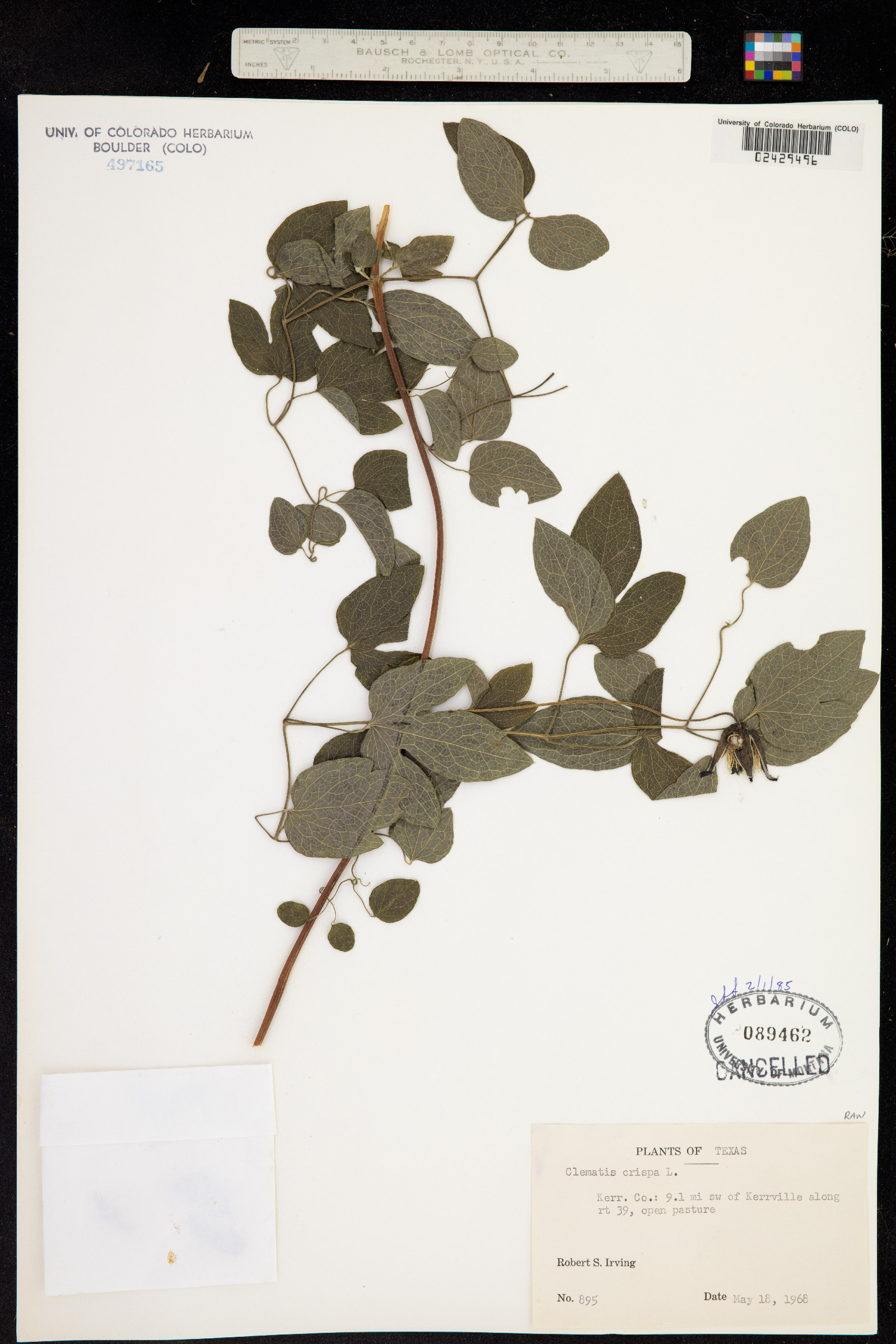 Clematis crispa image