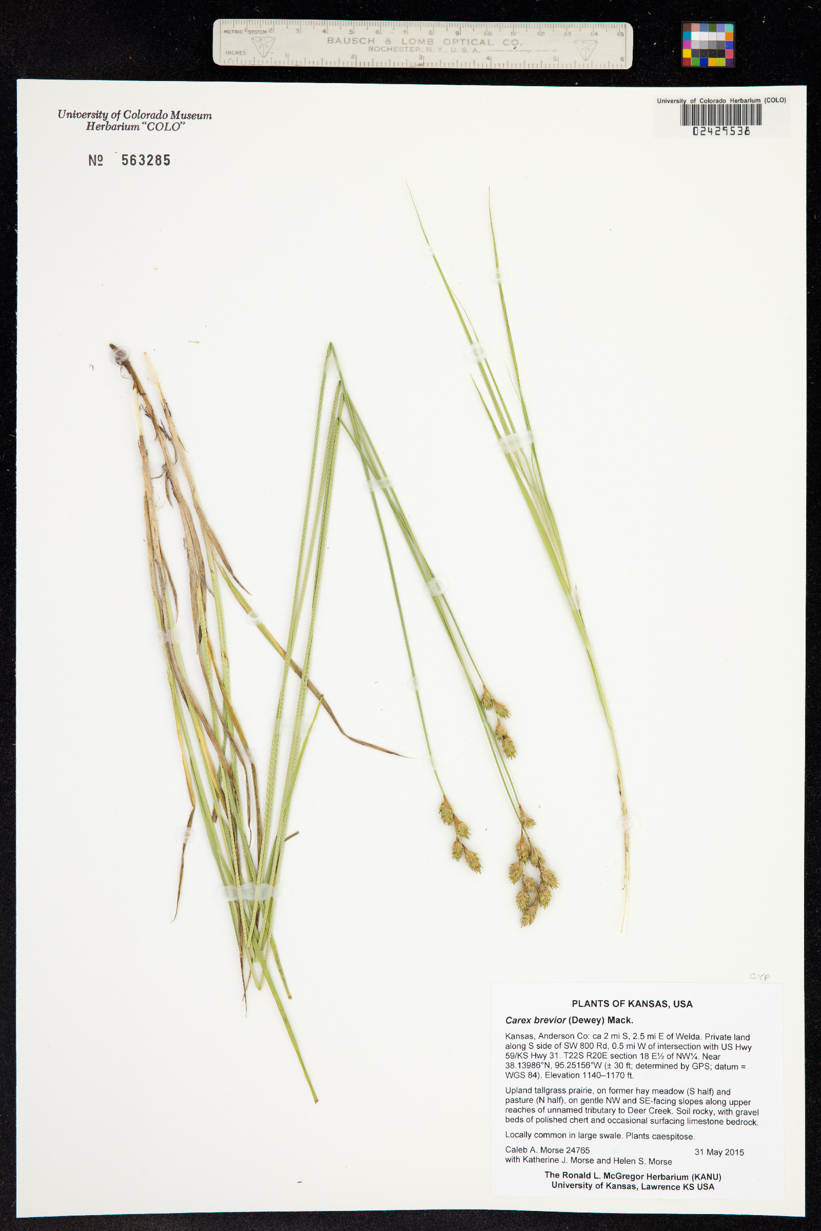 Carex brevior image