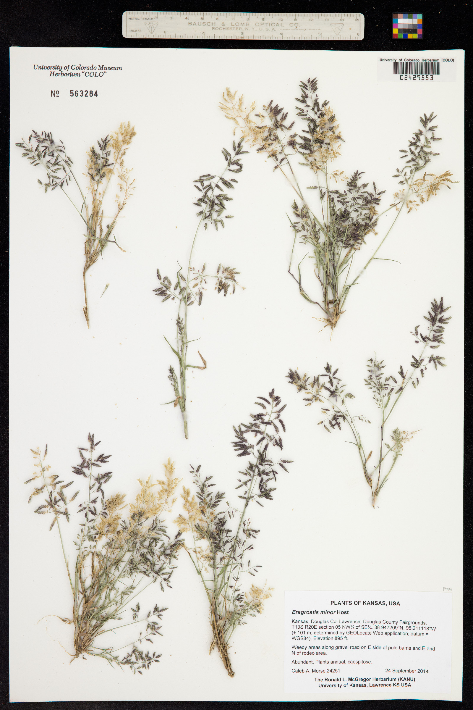 Eragrostis minor image