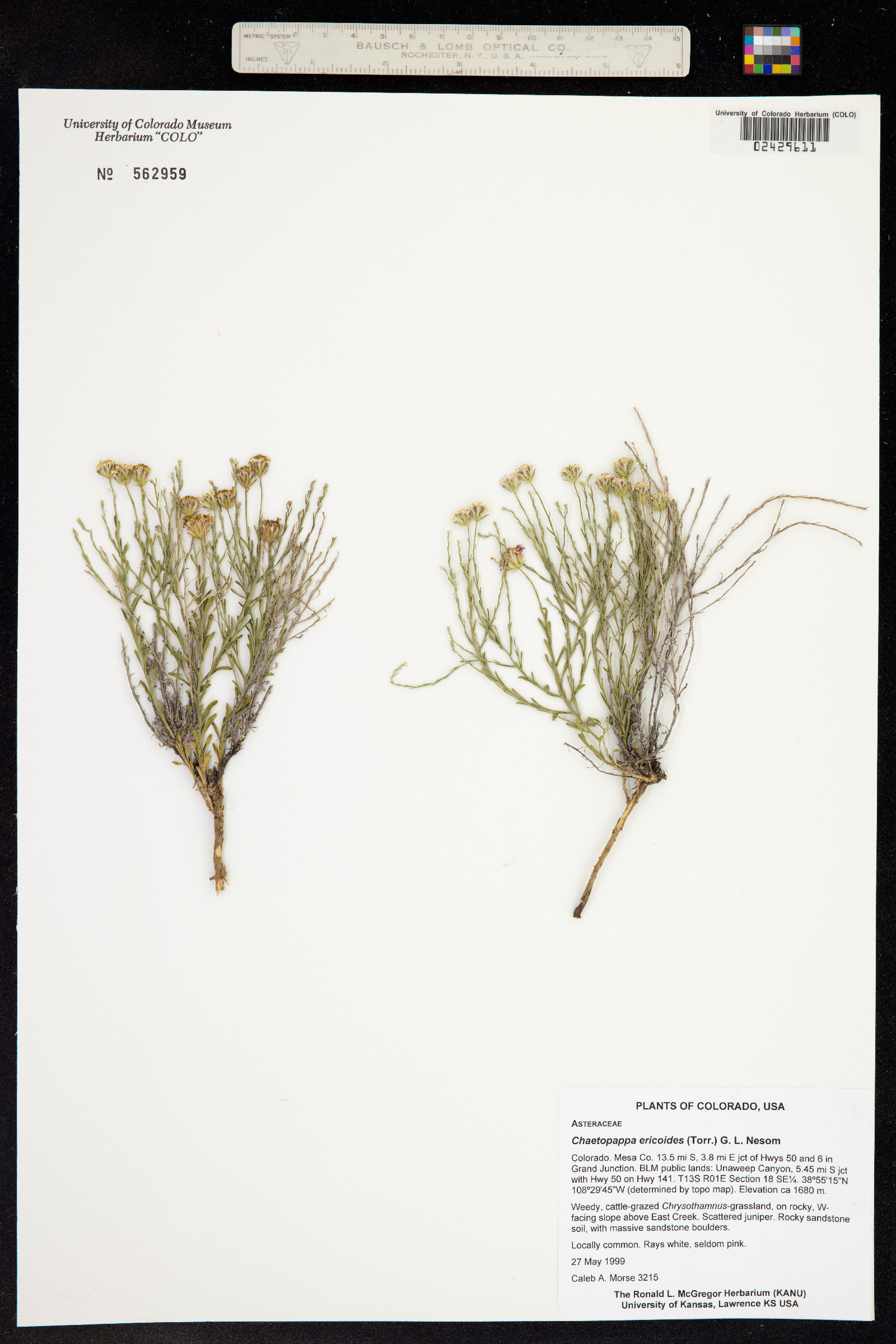 Chaetopappa ericoides image