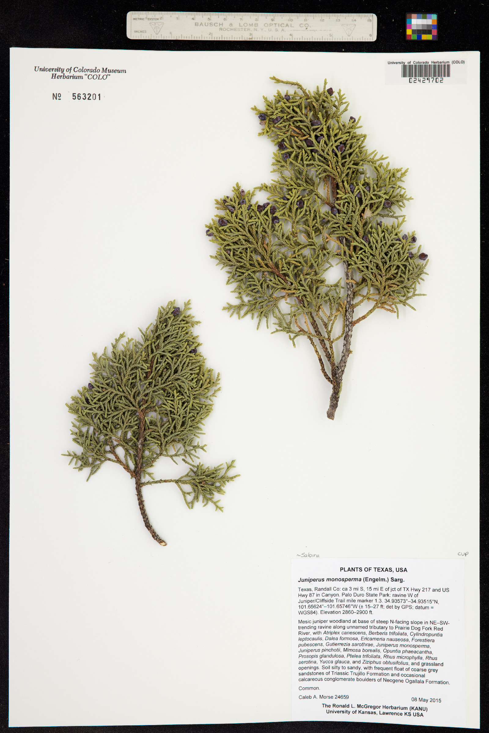 Juniperus monosperma image