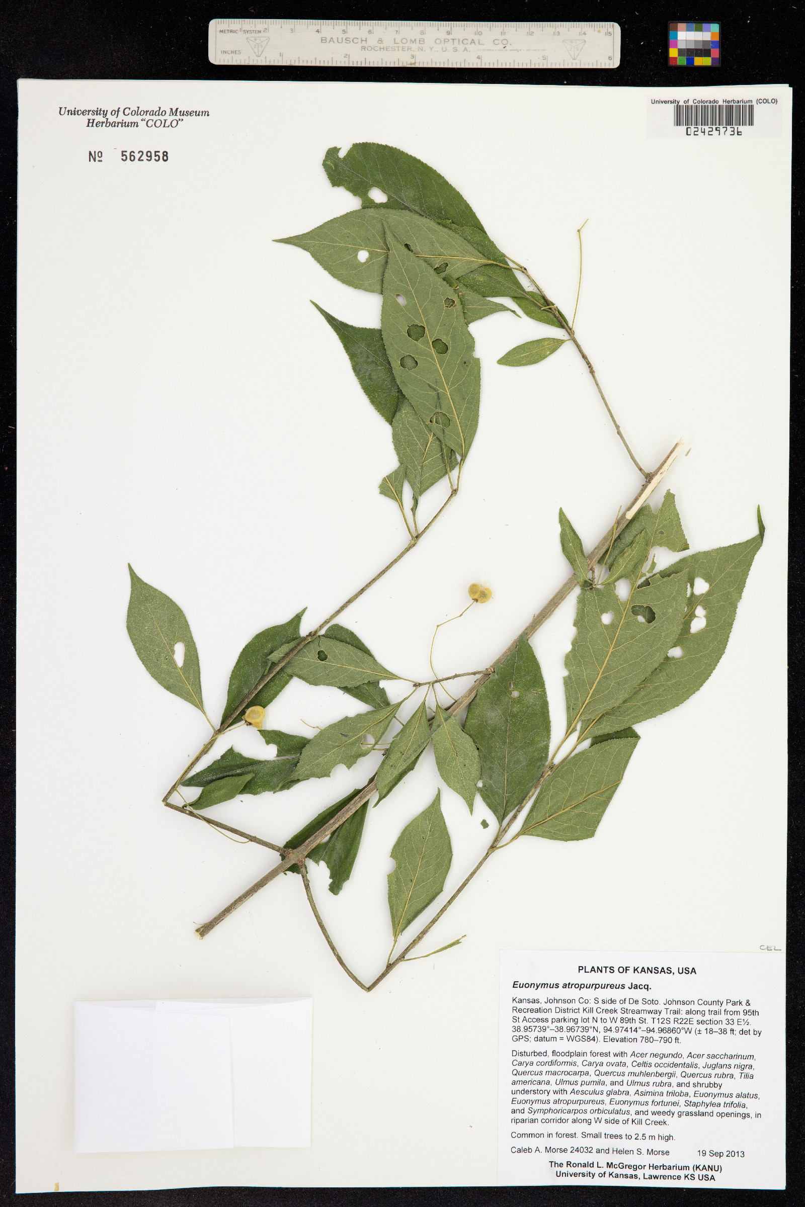 Euonymus atropurpureus image
