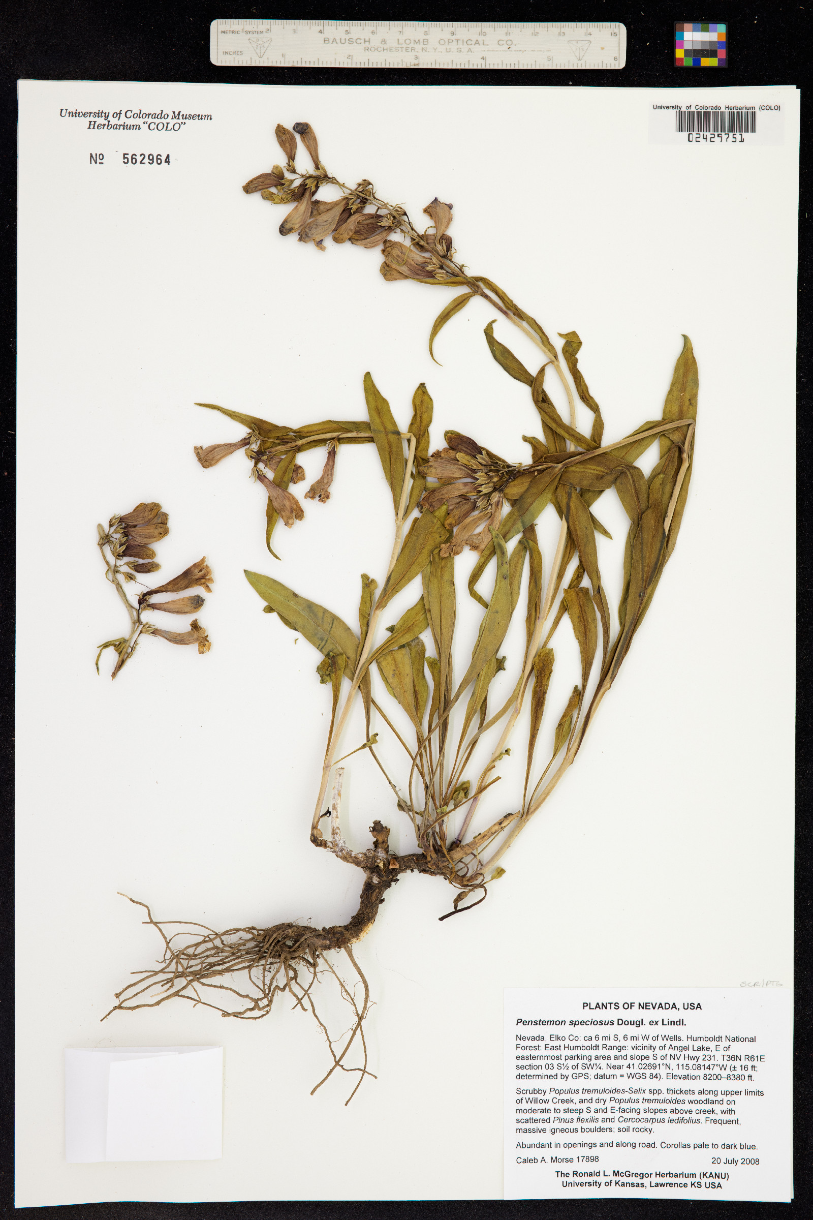 Penstemon speciosus image