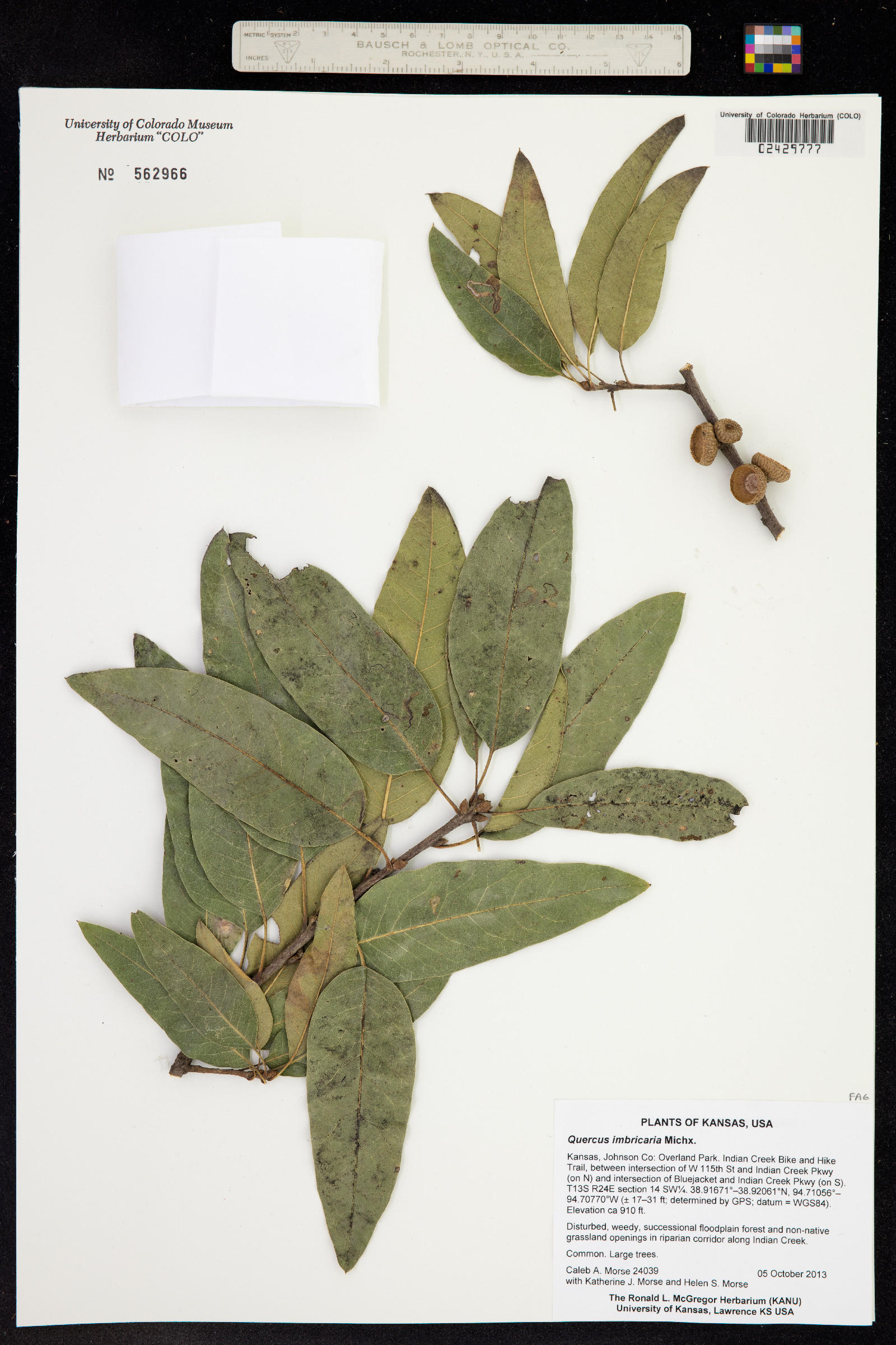 Quercus imbricaria image