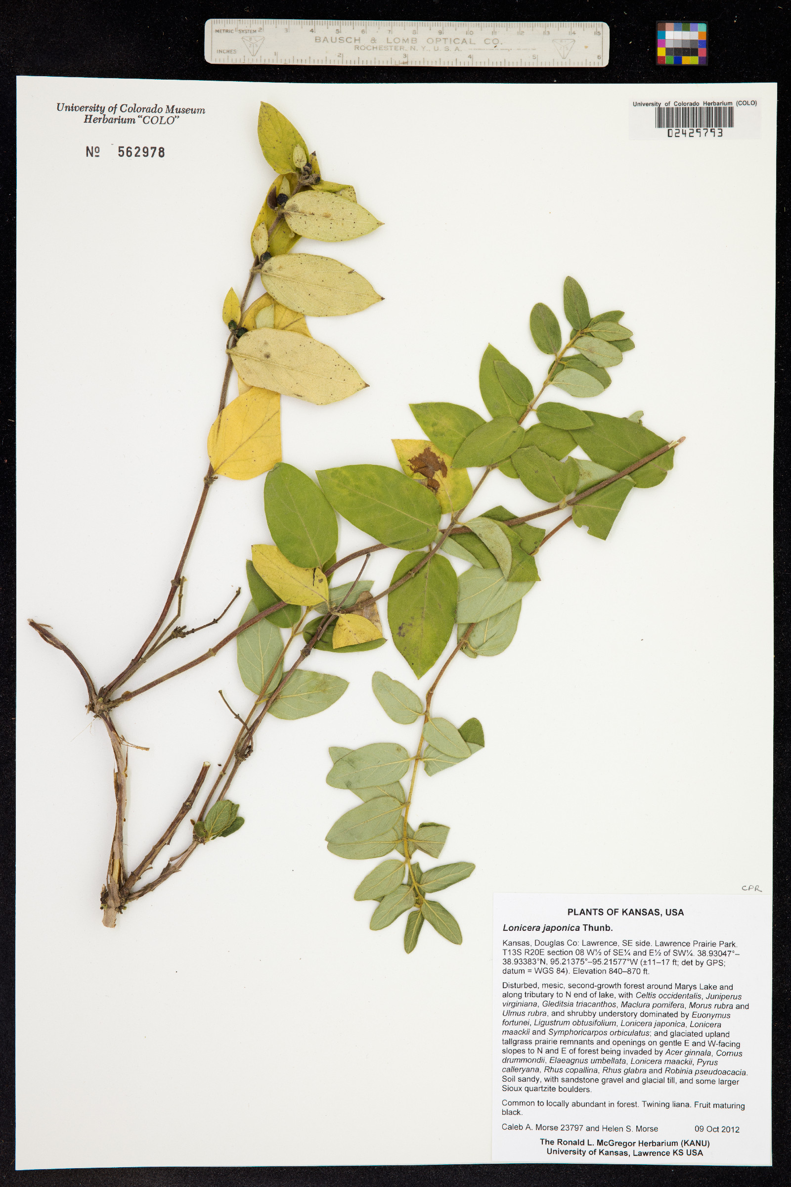 Lonicera japonica image