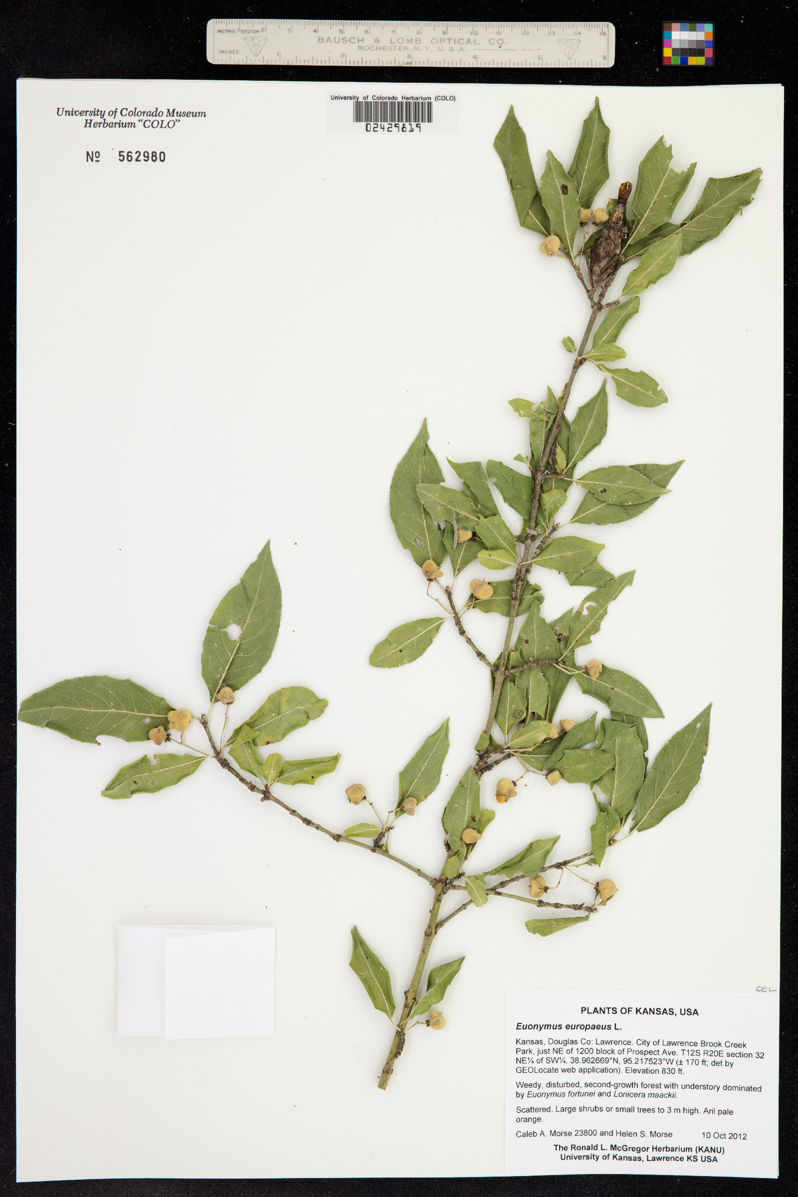 Euonymus europaeus image