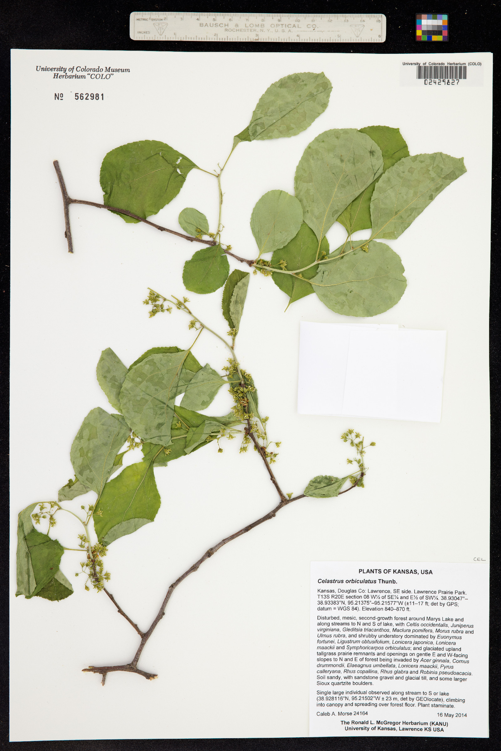 Celastrus orbiculatus image