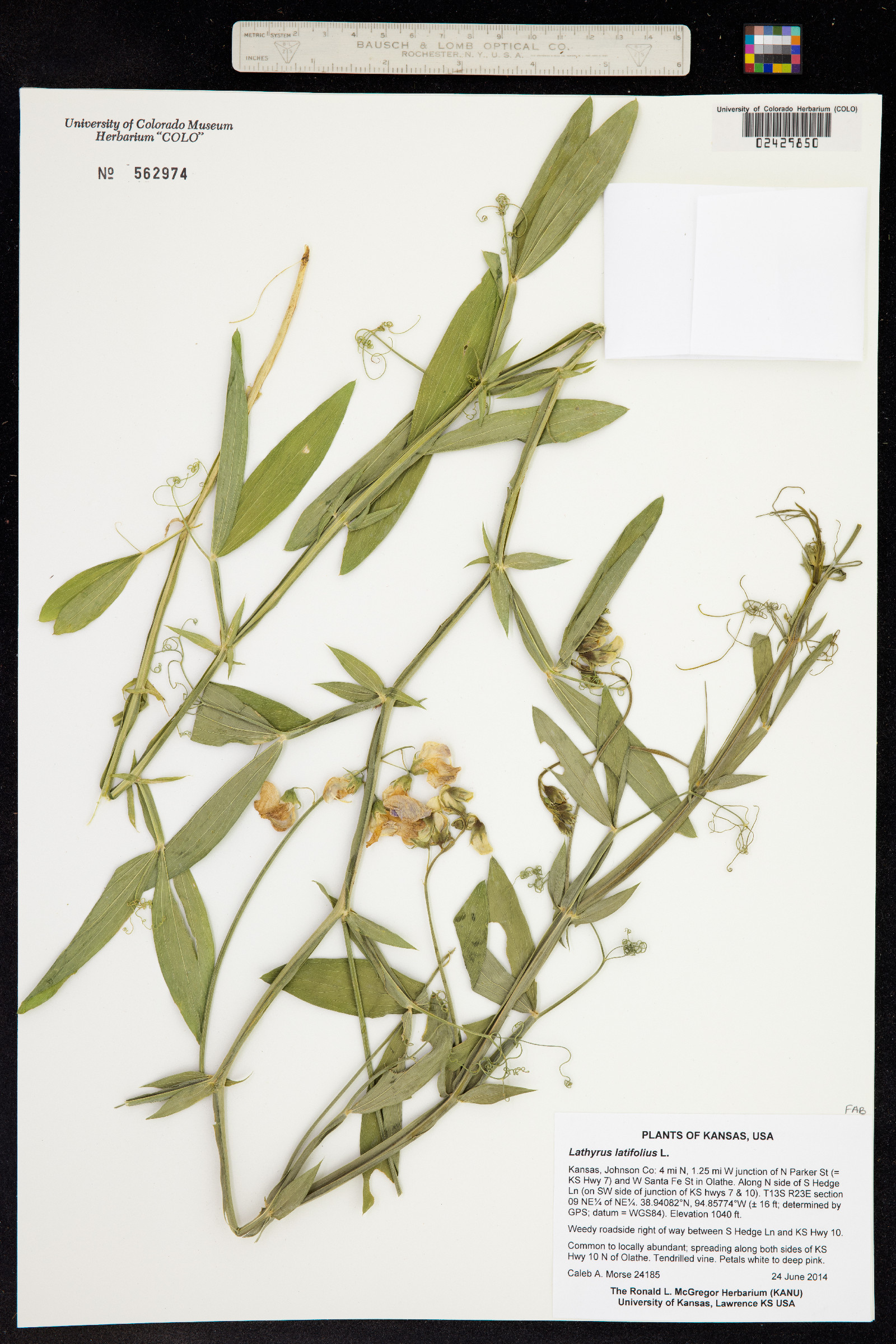 Lathyrus latifolius image