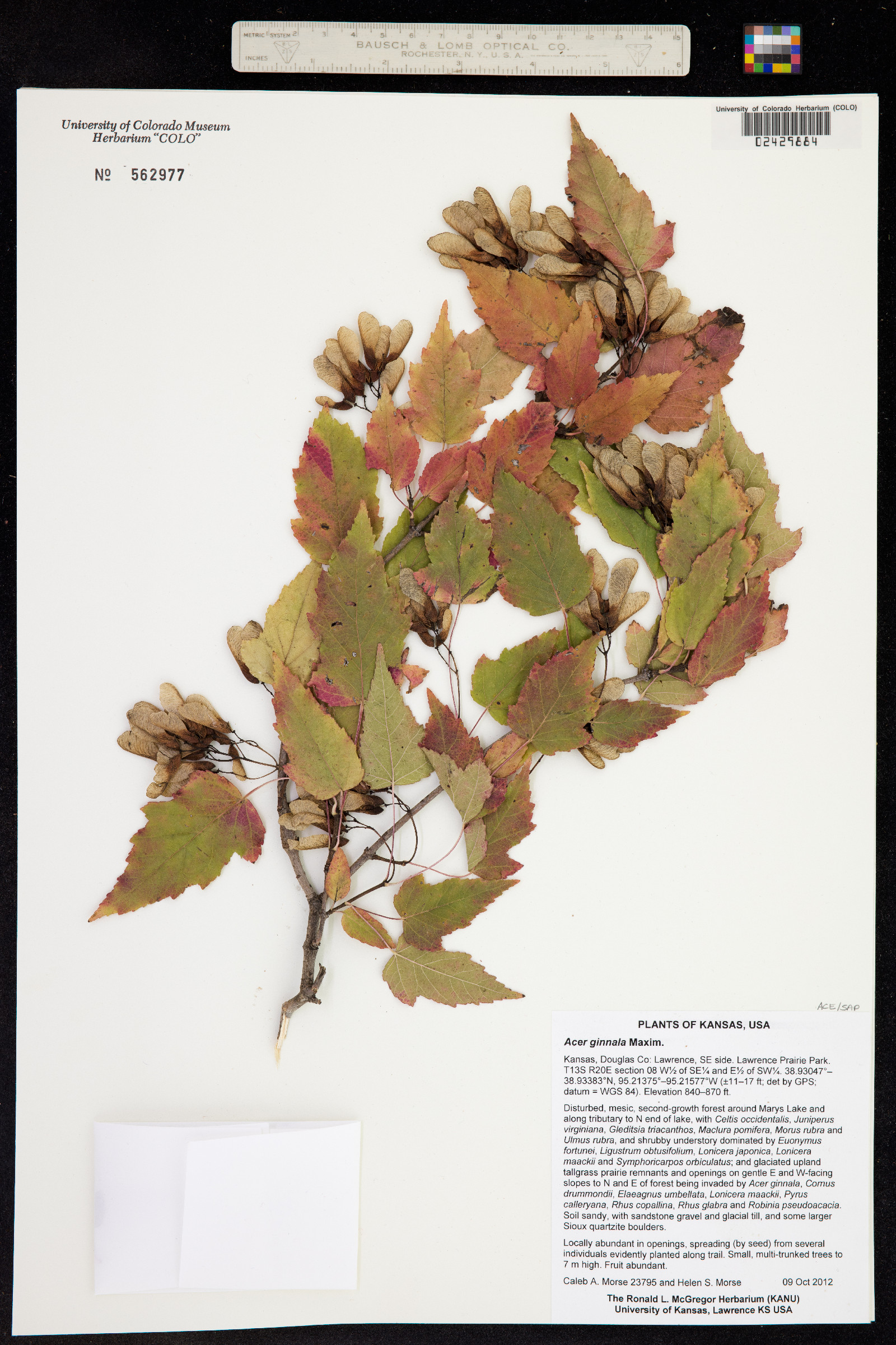 Acer ginnala image