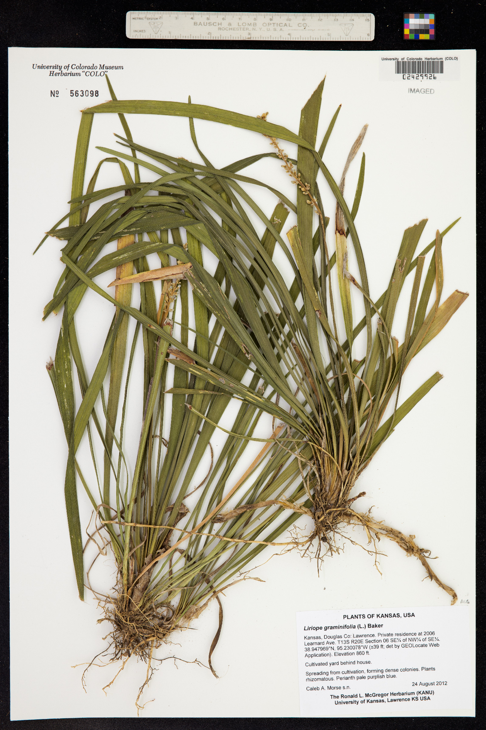 Liriope graminifolia image