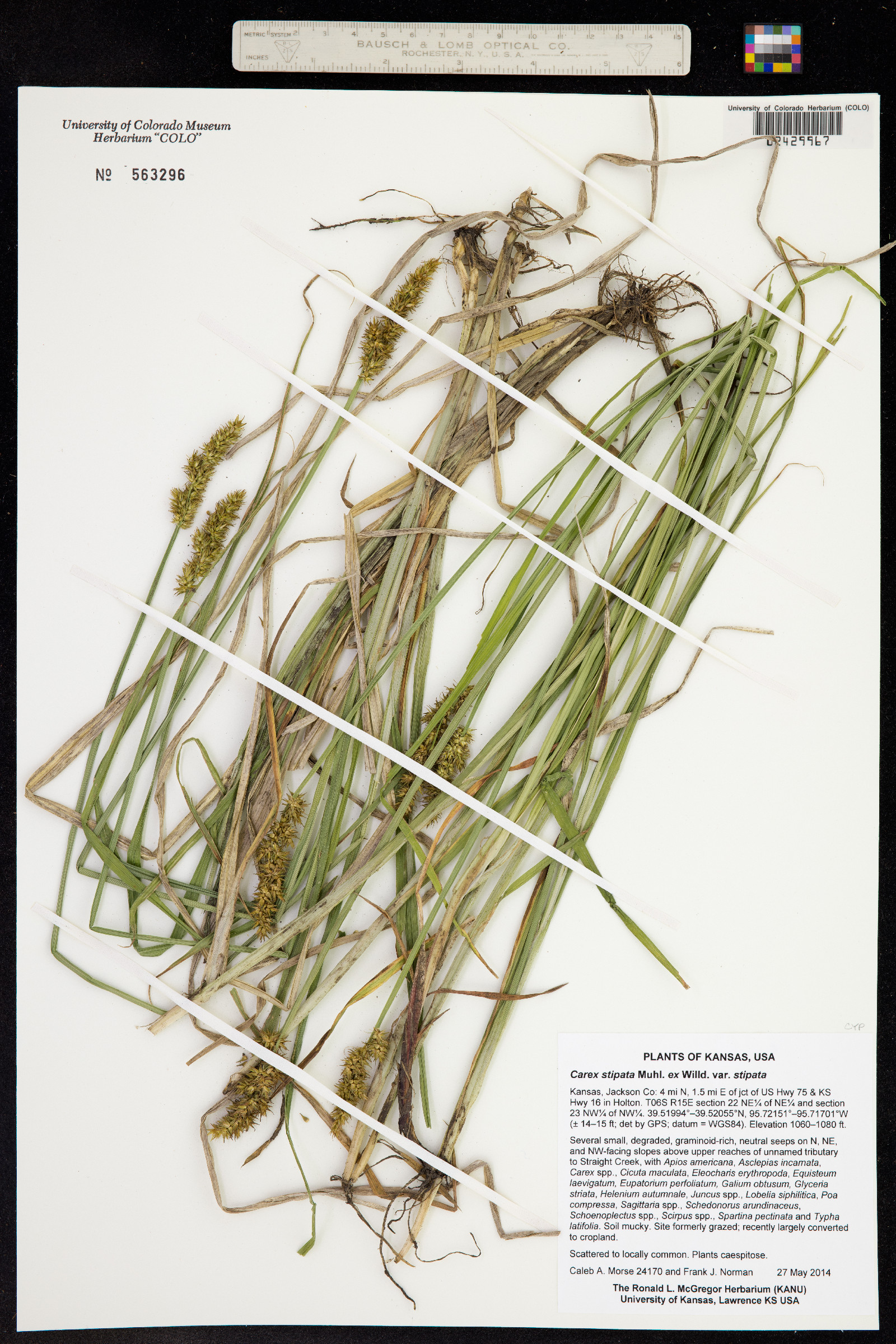 Carex stipata image