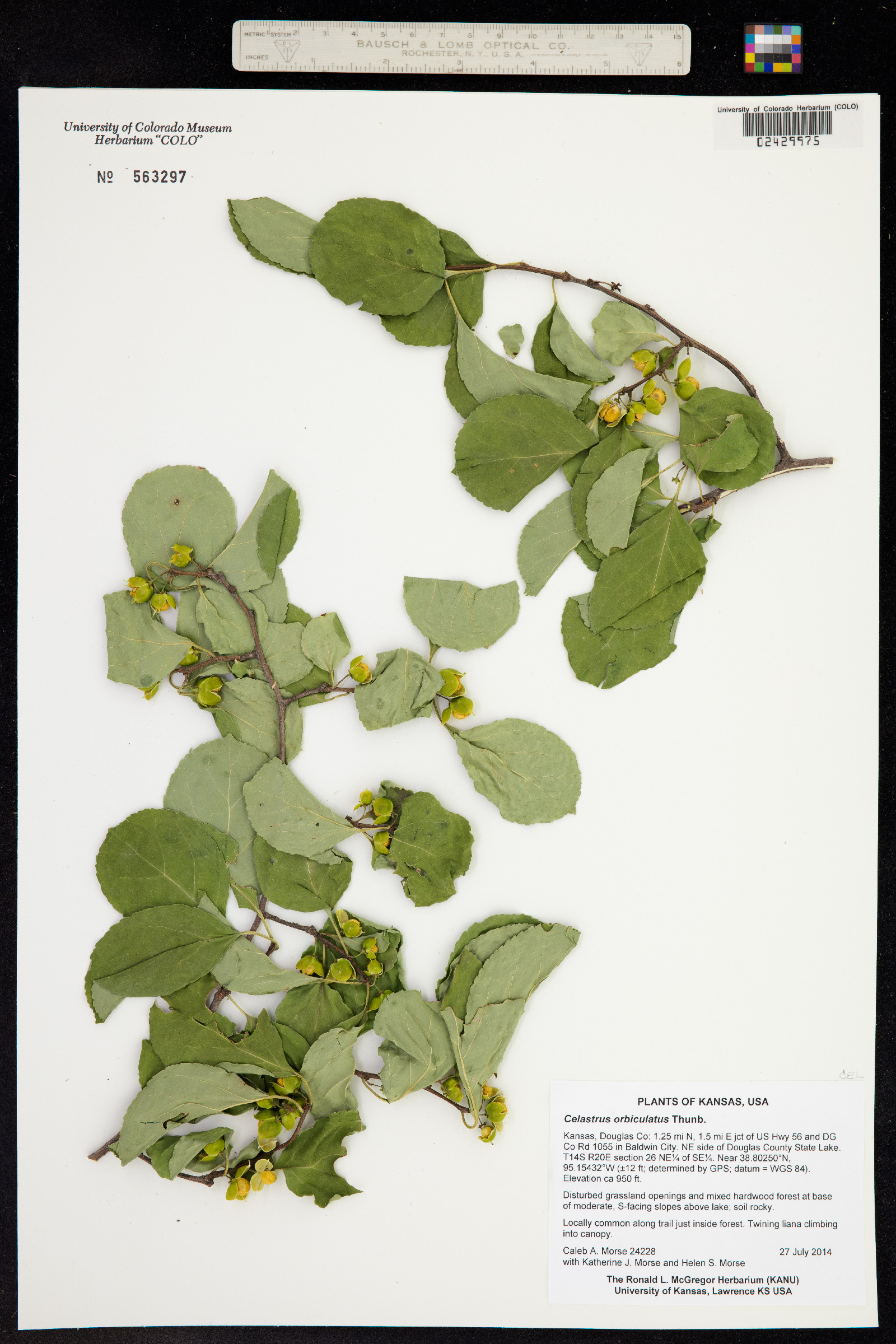 Celastrus orbiculatus image