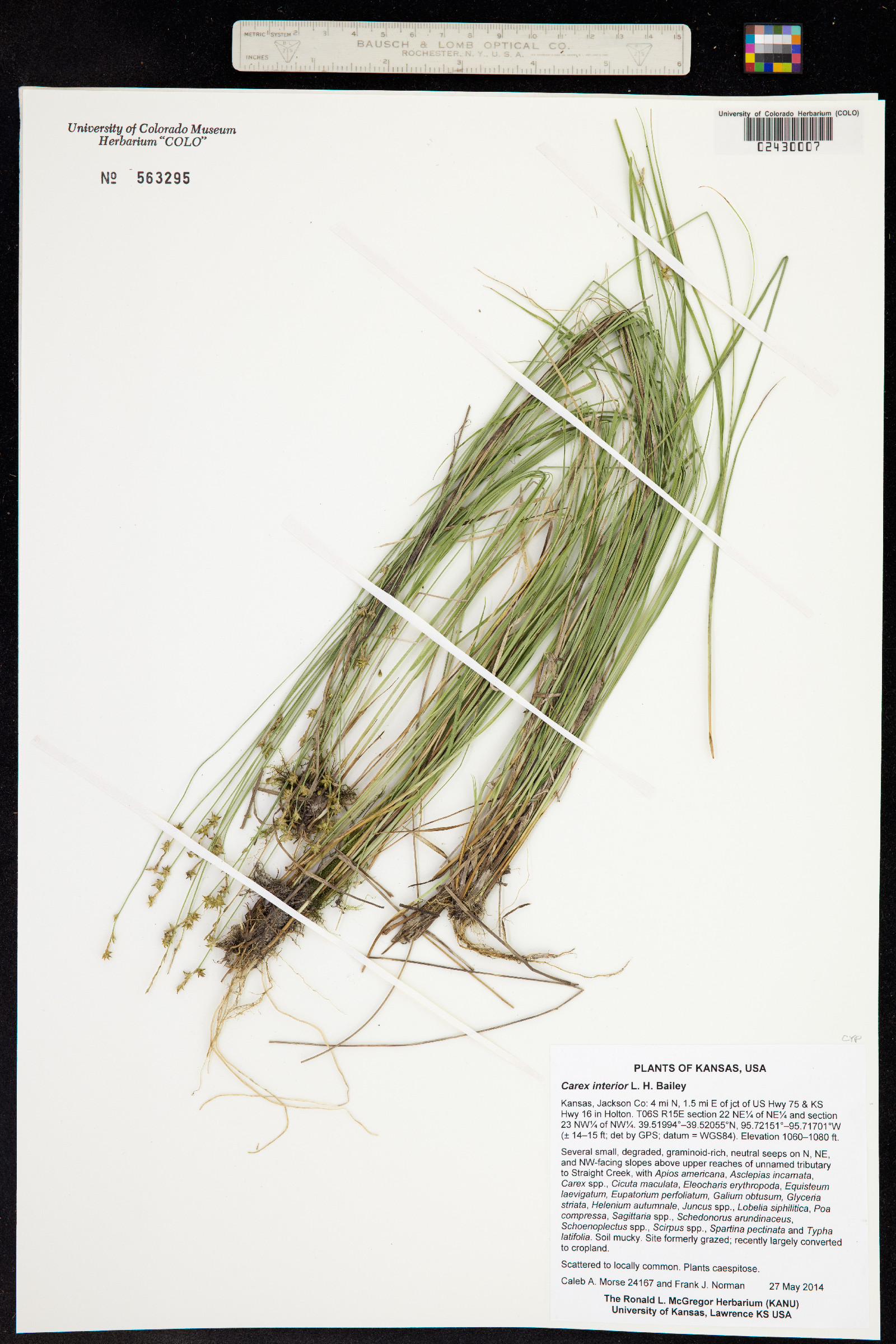 Carex interior image