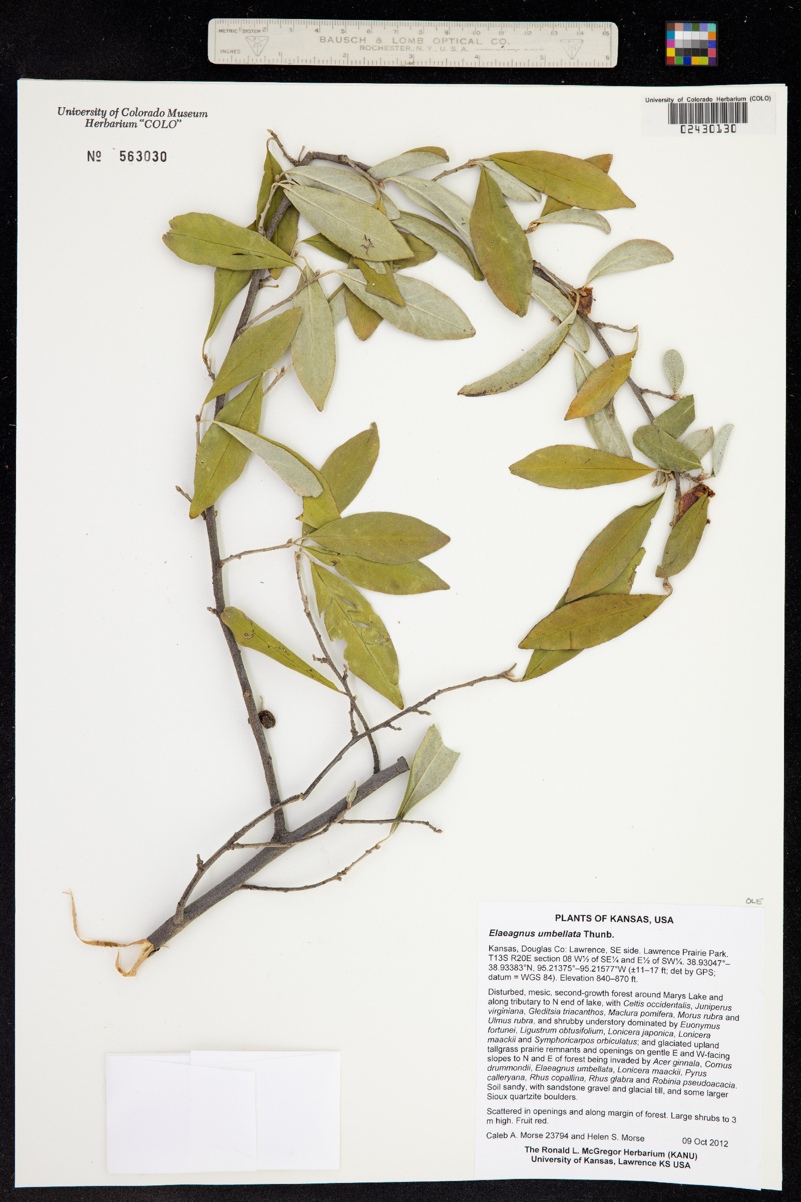 Elaeagnus umbellata image