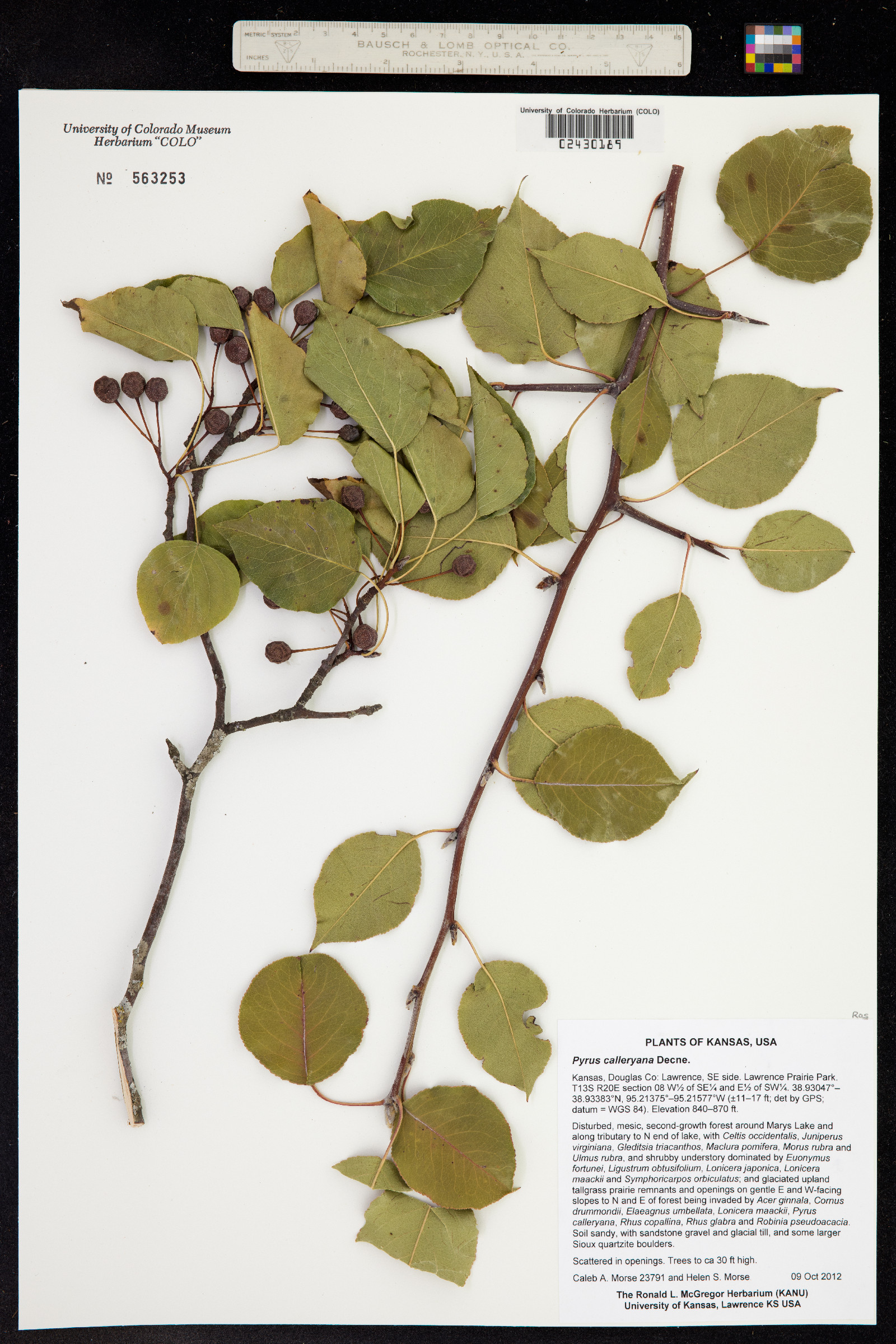 Pyrus calleryana image