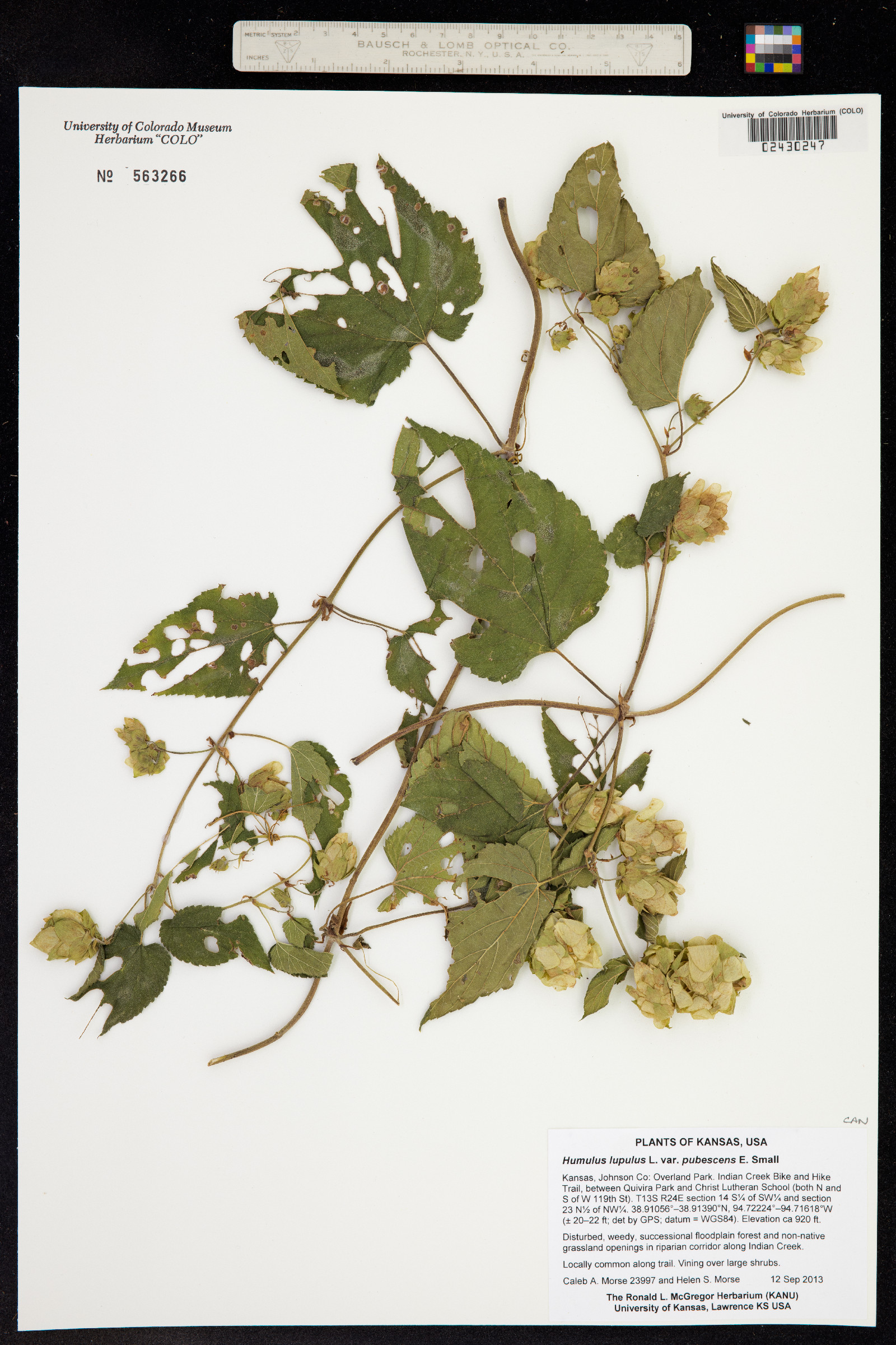 Humulus lupulus image