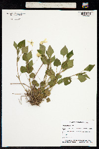 Image of Viola striata