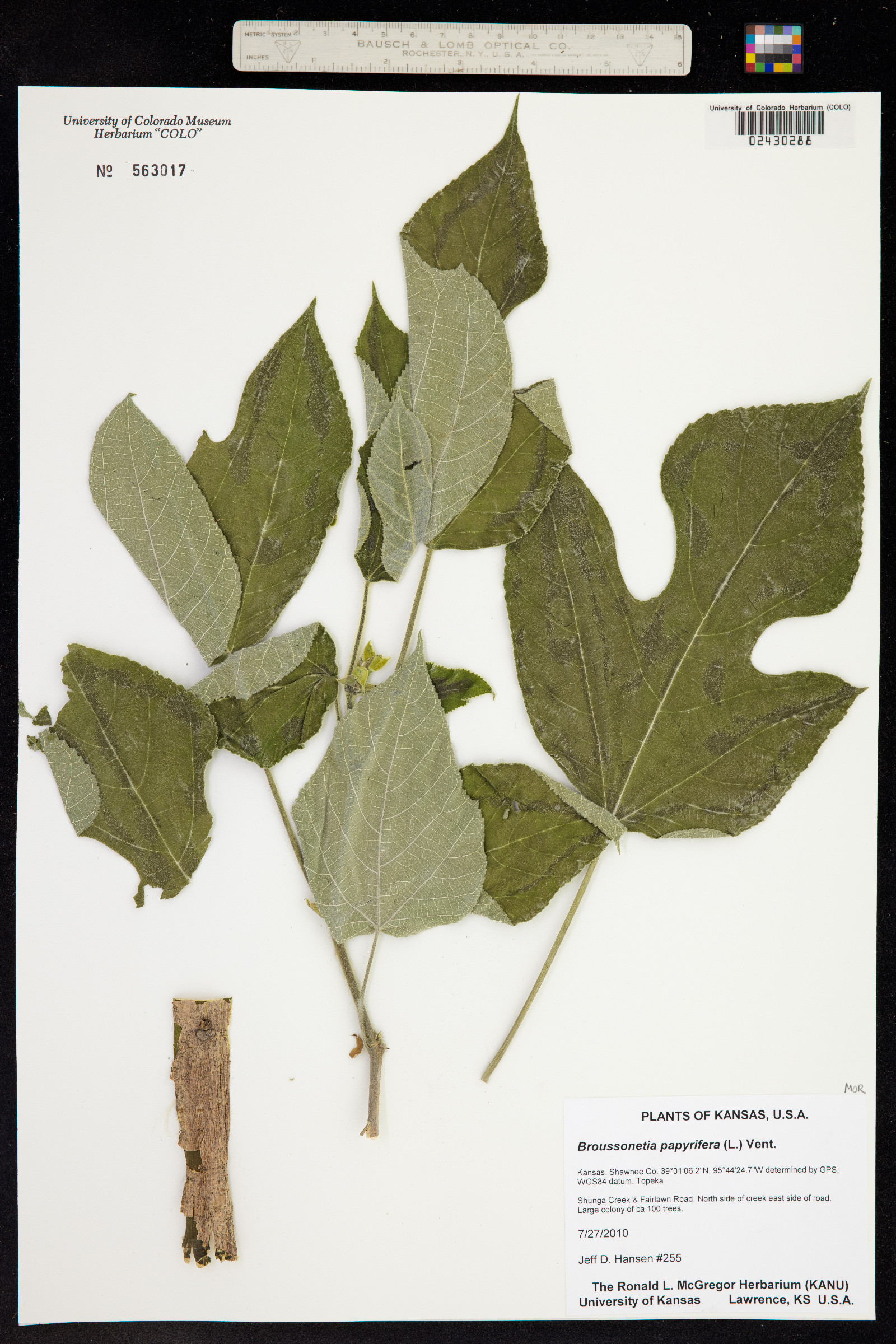 Lespedeza ×manniana image