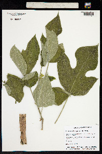 Media resource of Lespedeza ×manniana