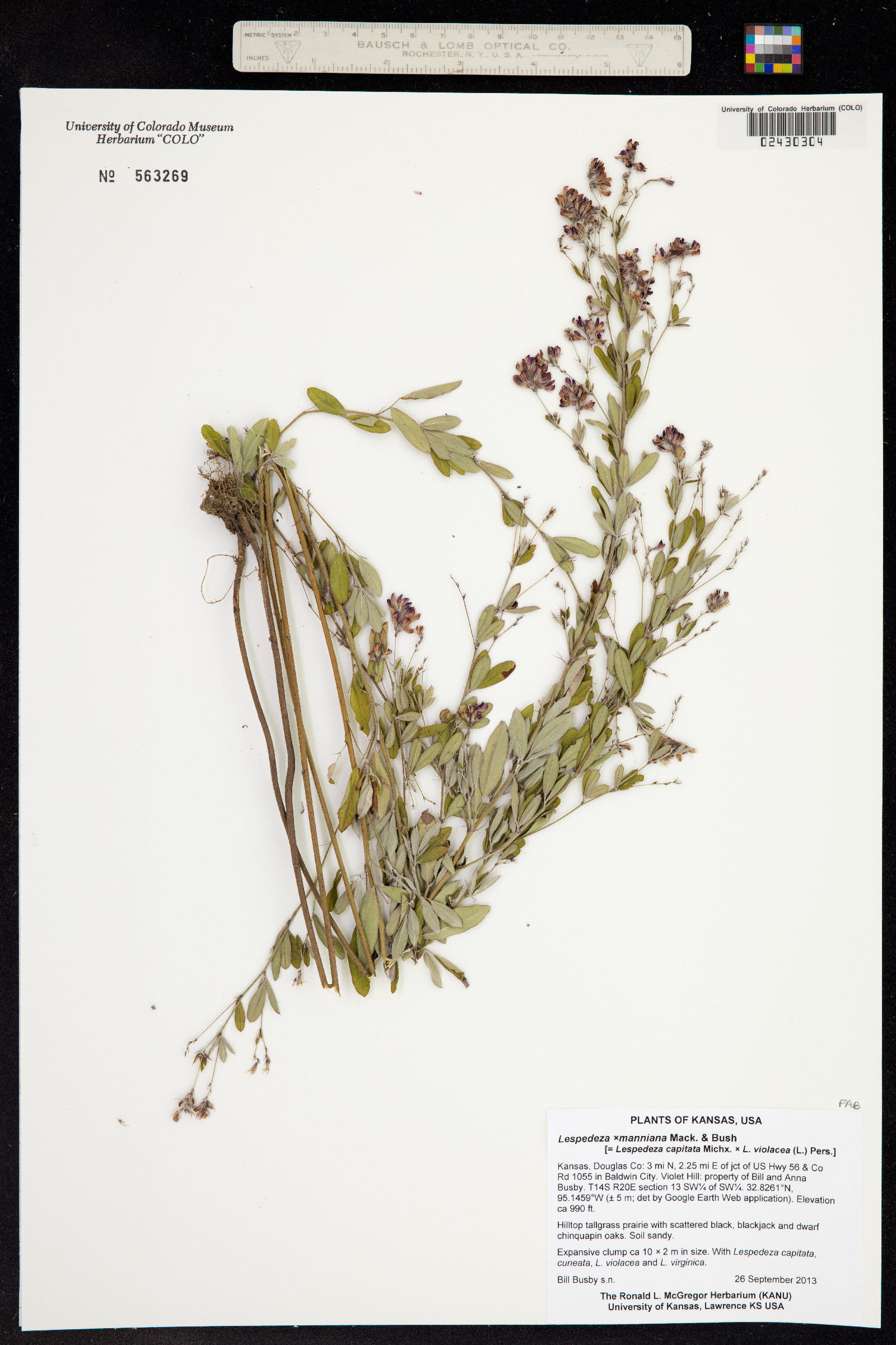 Lespedeza ×manniana image