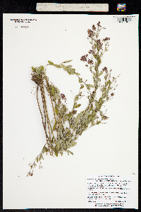 Lespedeza ×manniana image