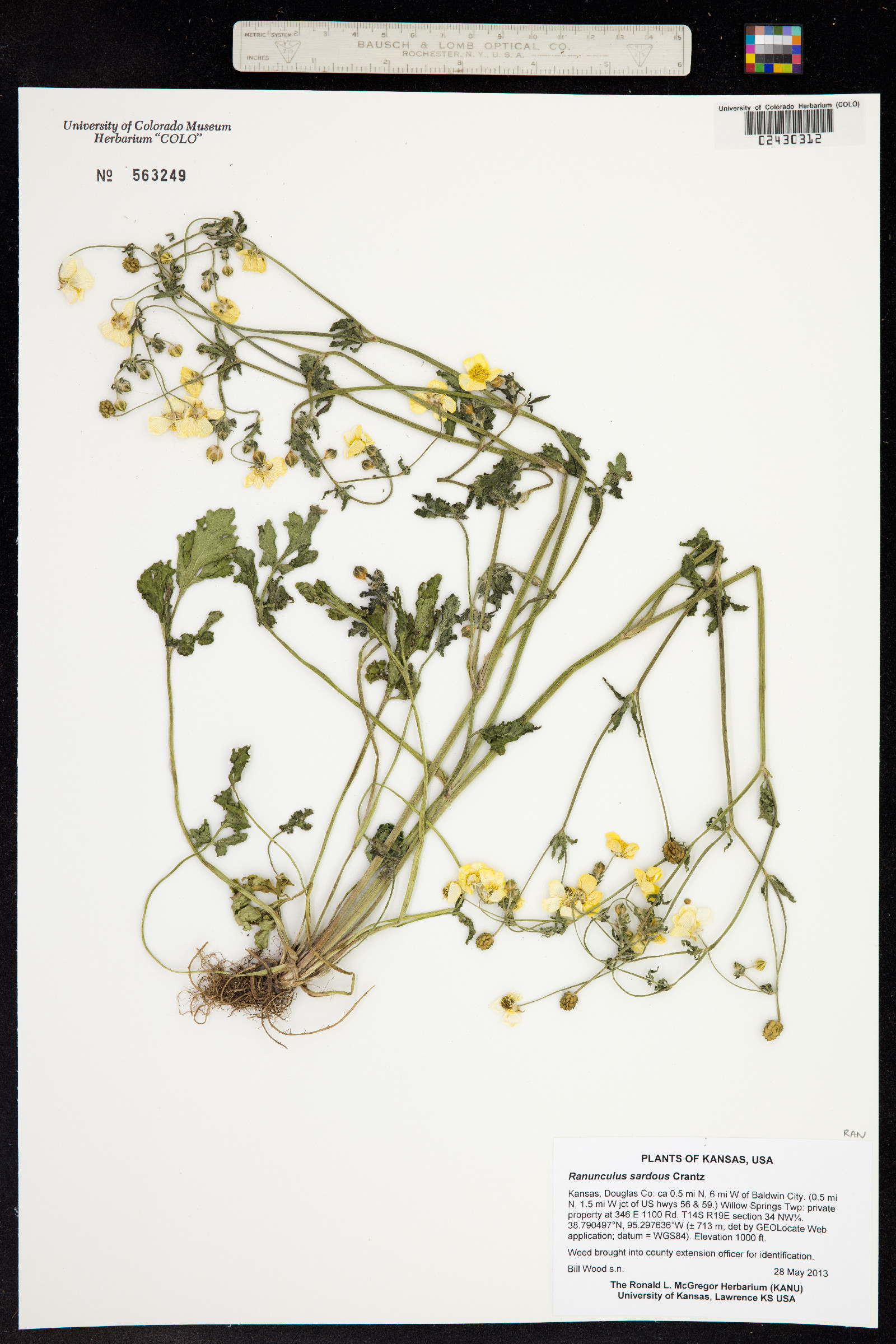 Ranunculus sardous image