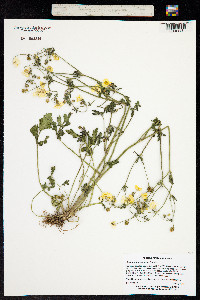Image of Ranunculus sardous